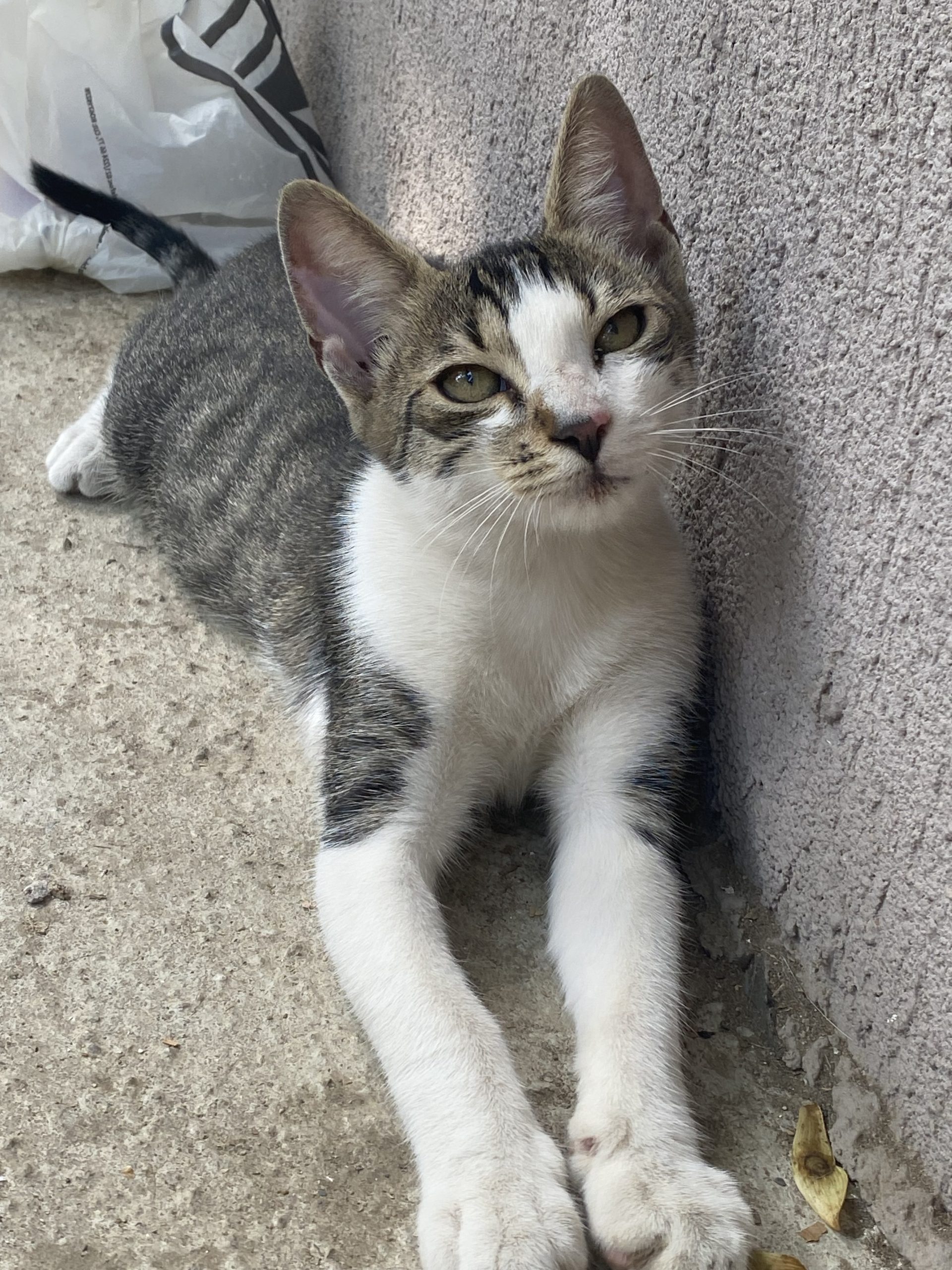 Adopție urgentă‼️