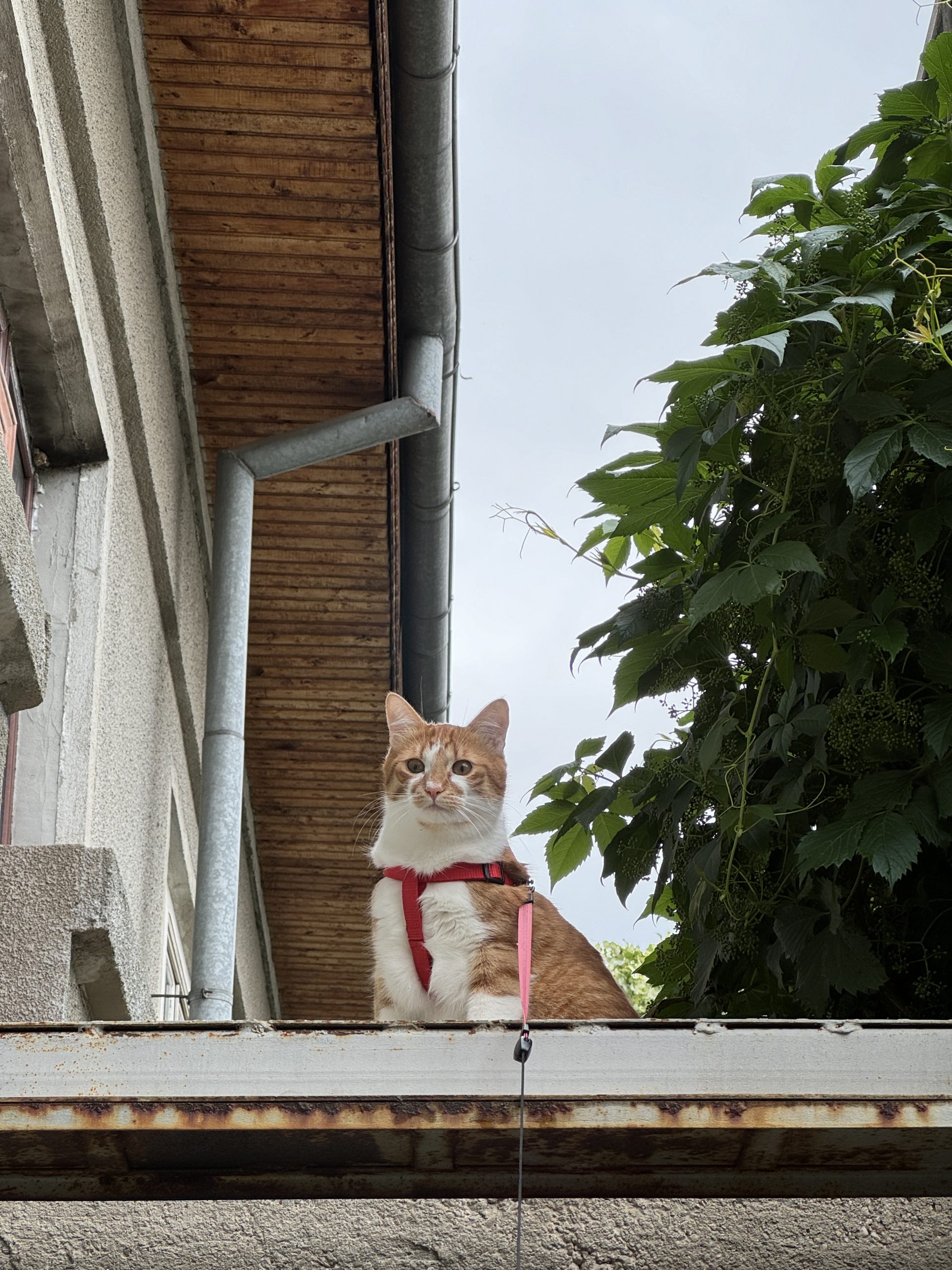 Otto caută o nouă casă