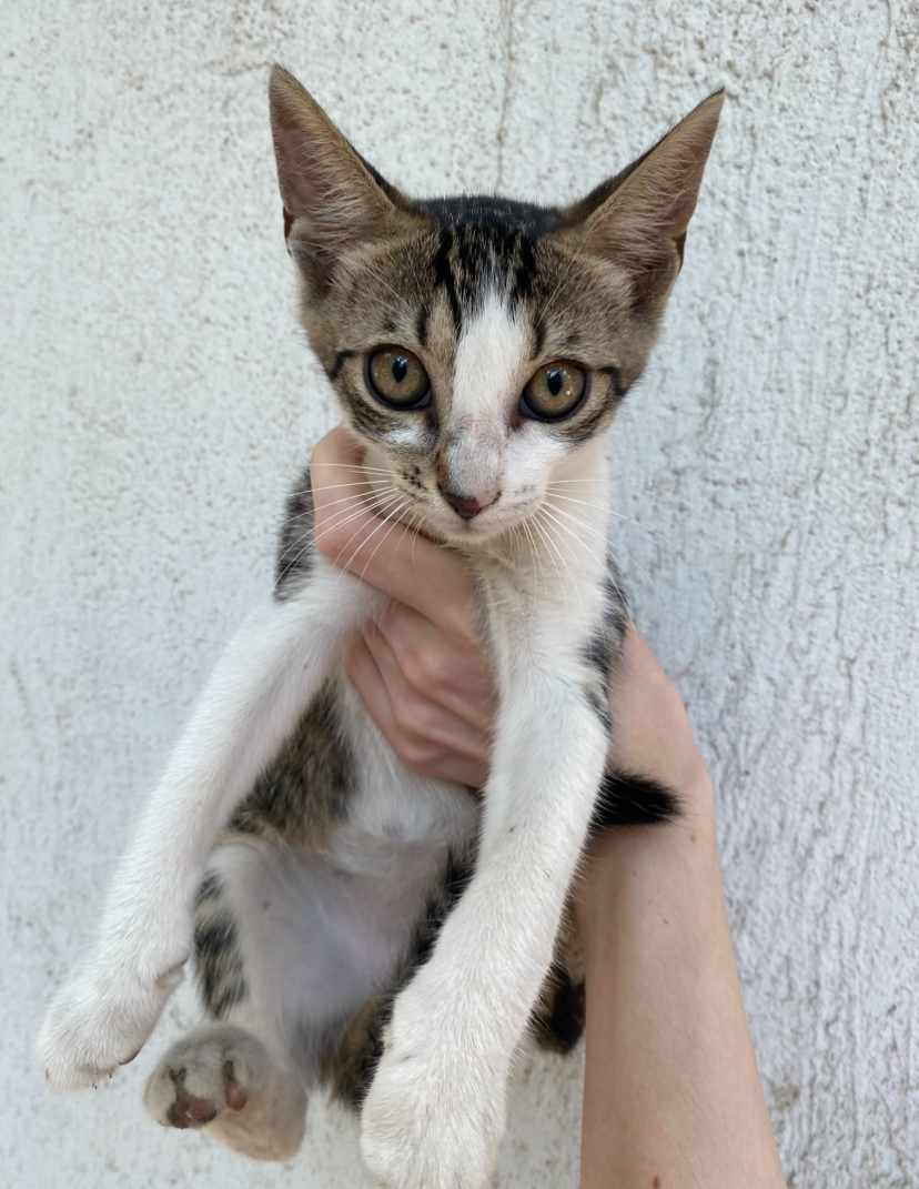 Adopție Urgență‼️