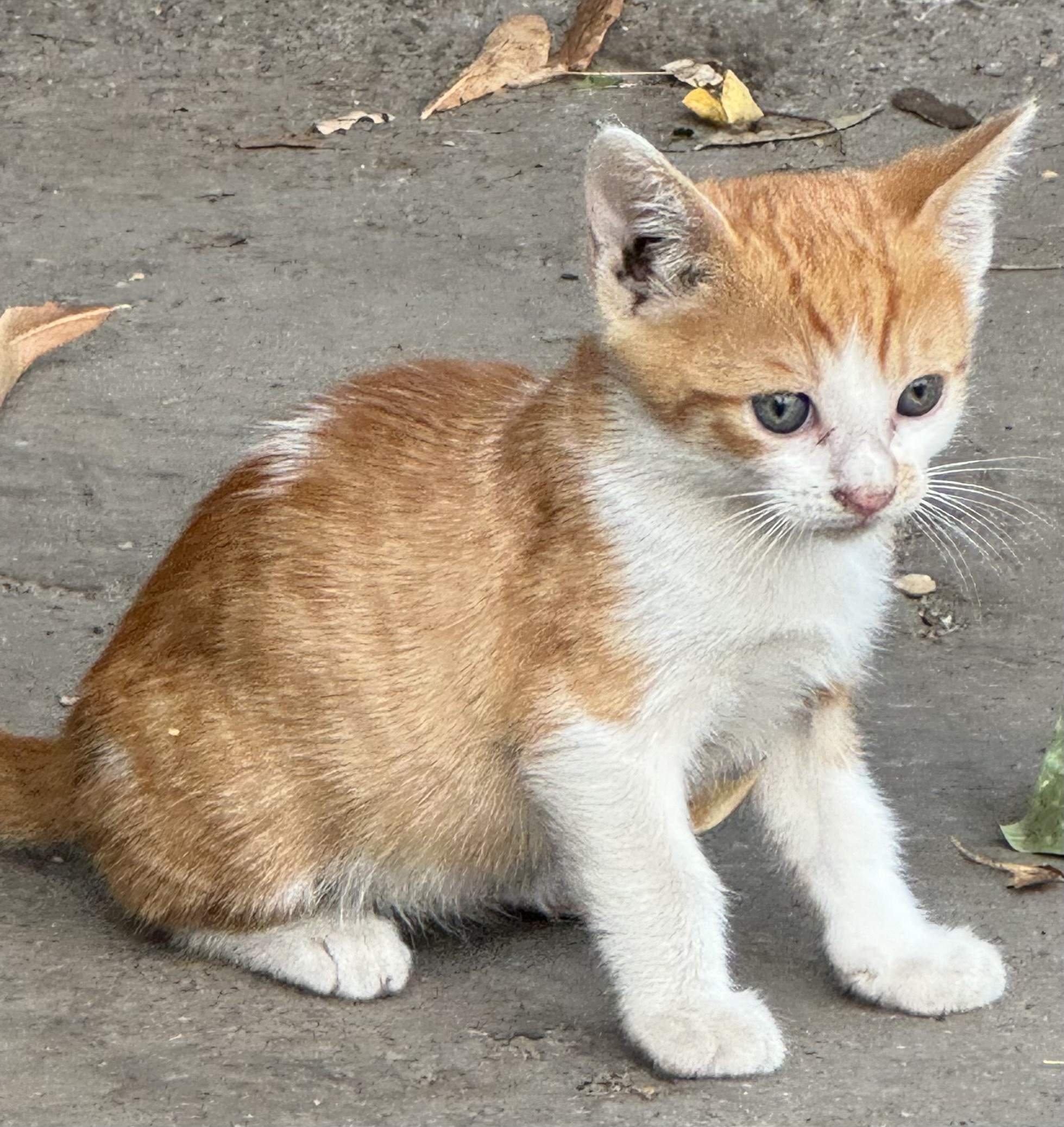 Urgent adopție‼️
