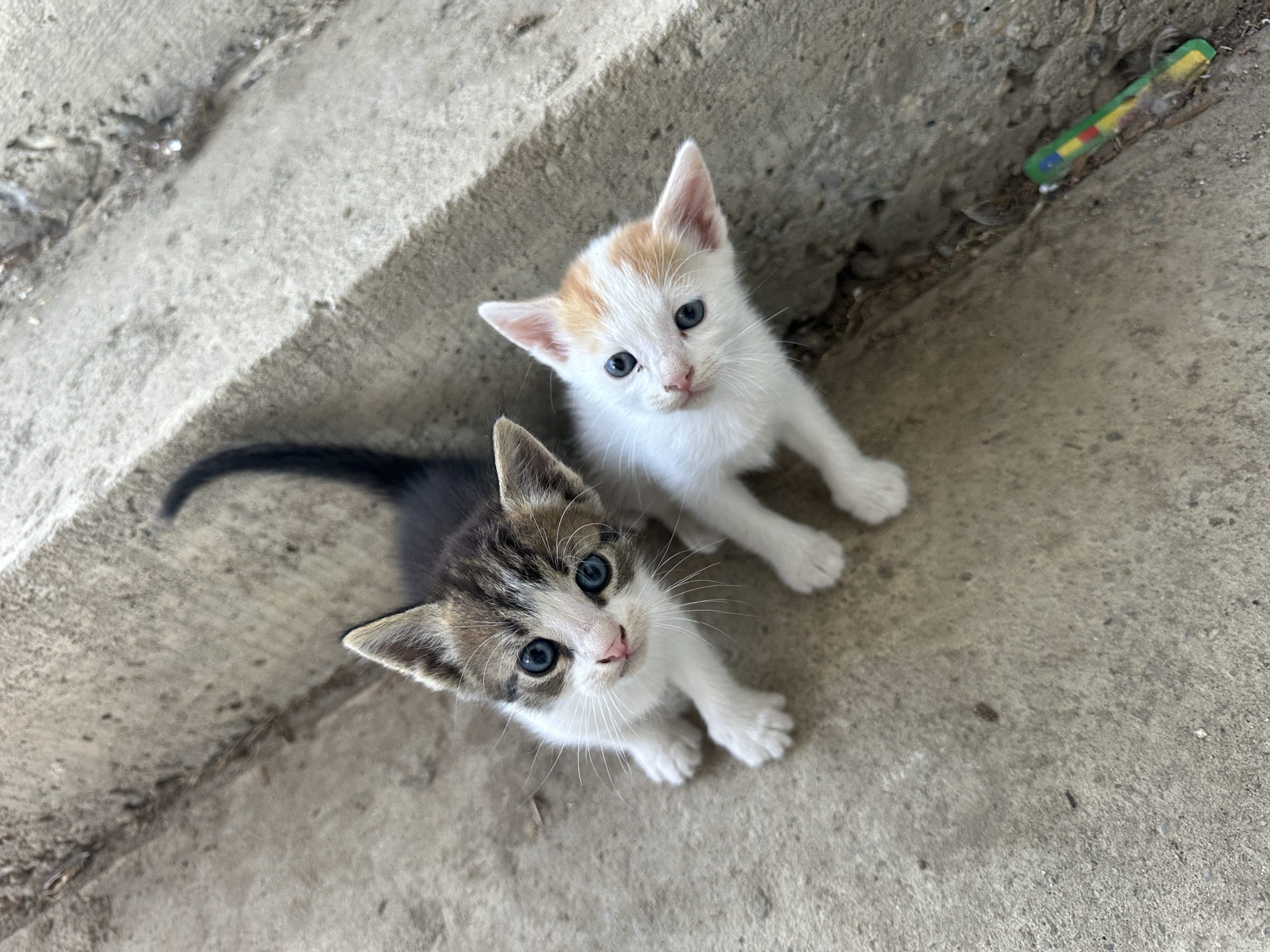 Puiuți care își caută o casă iubitoare