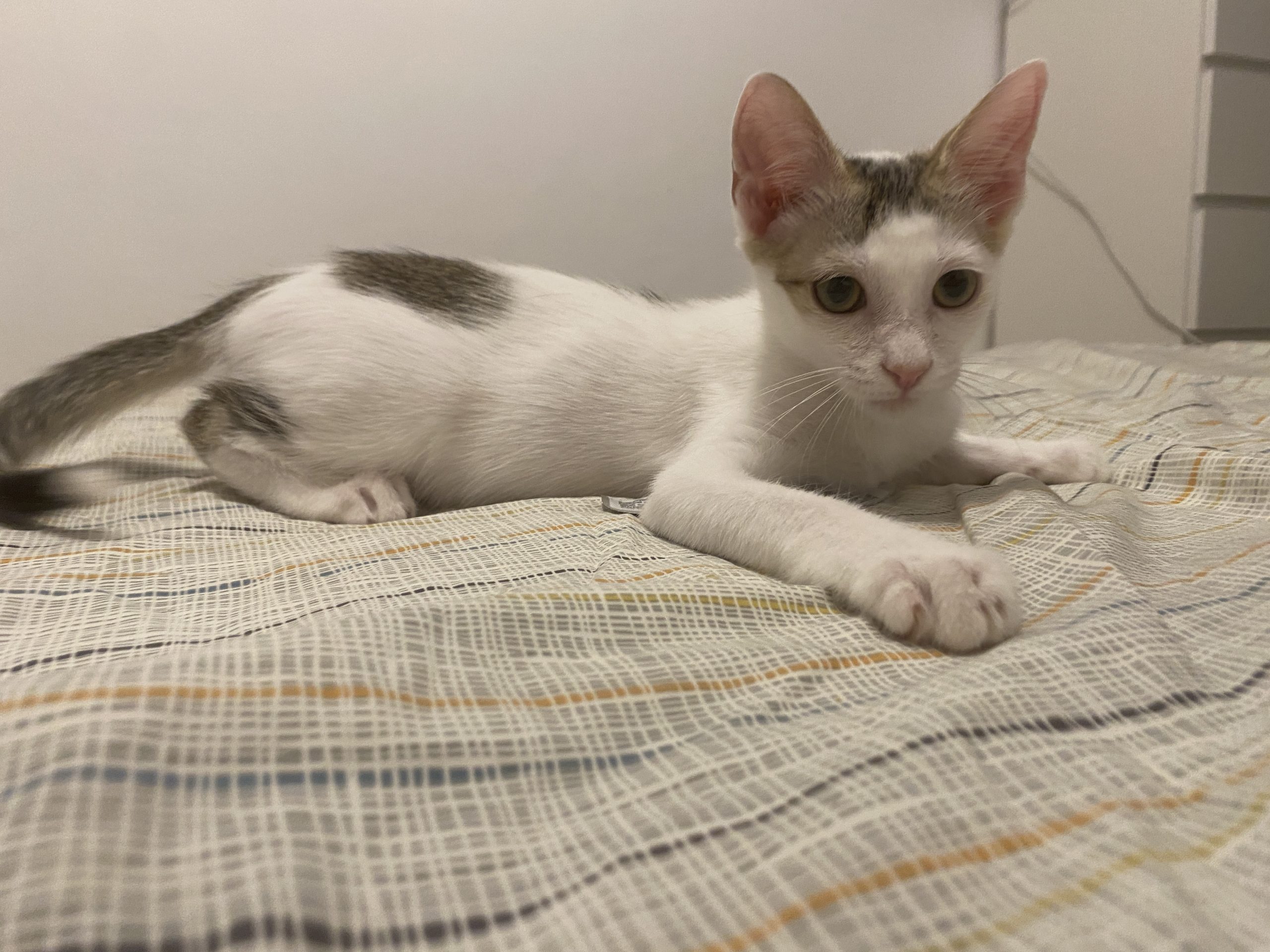 Motan 3 luni adoptie