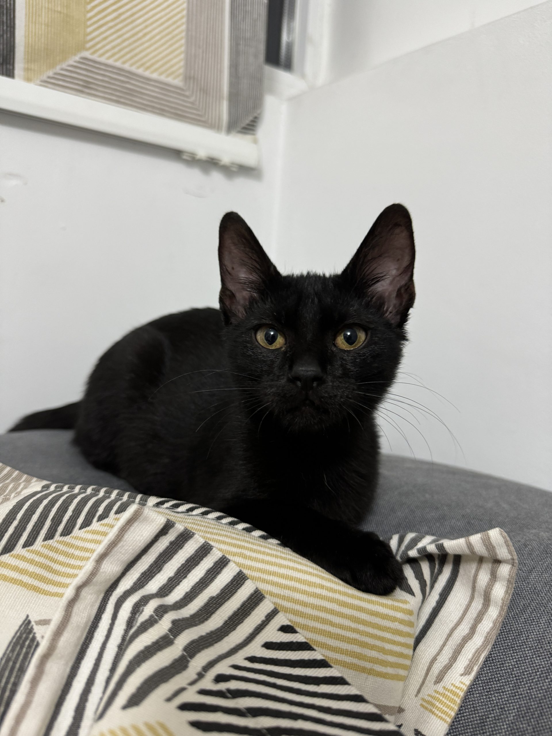 Adopție pisică