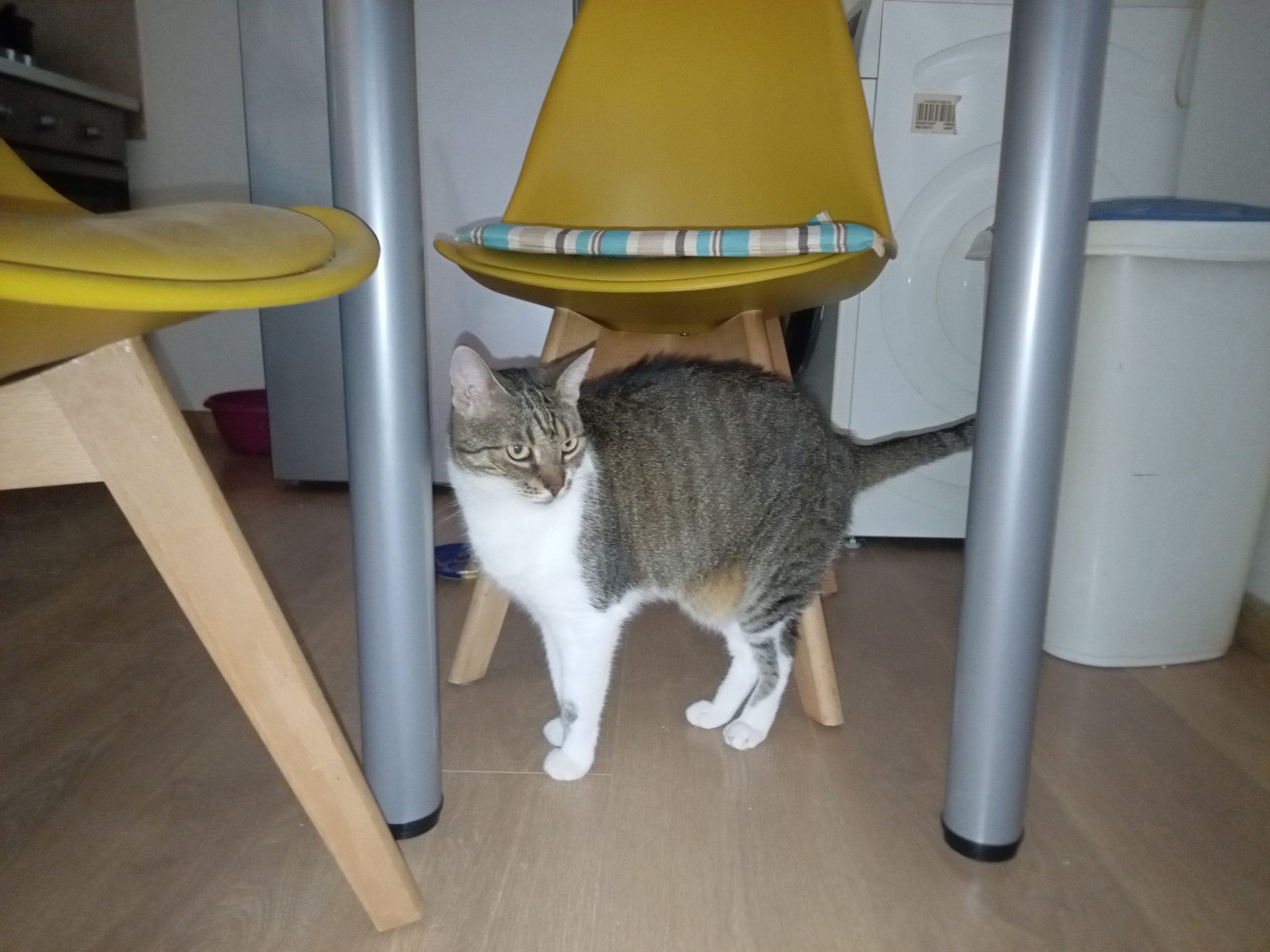 Mika