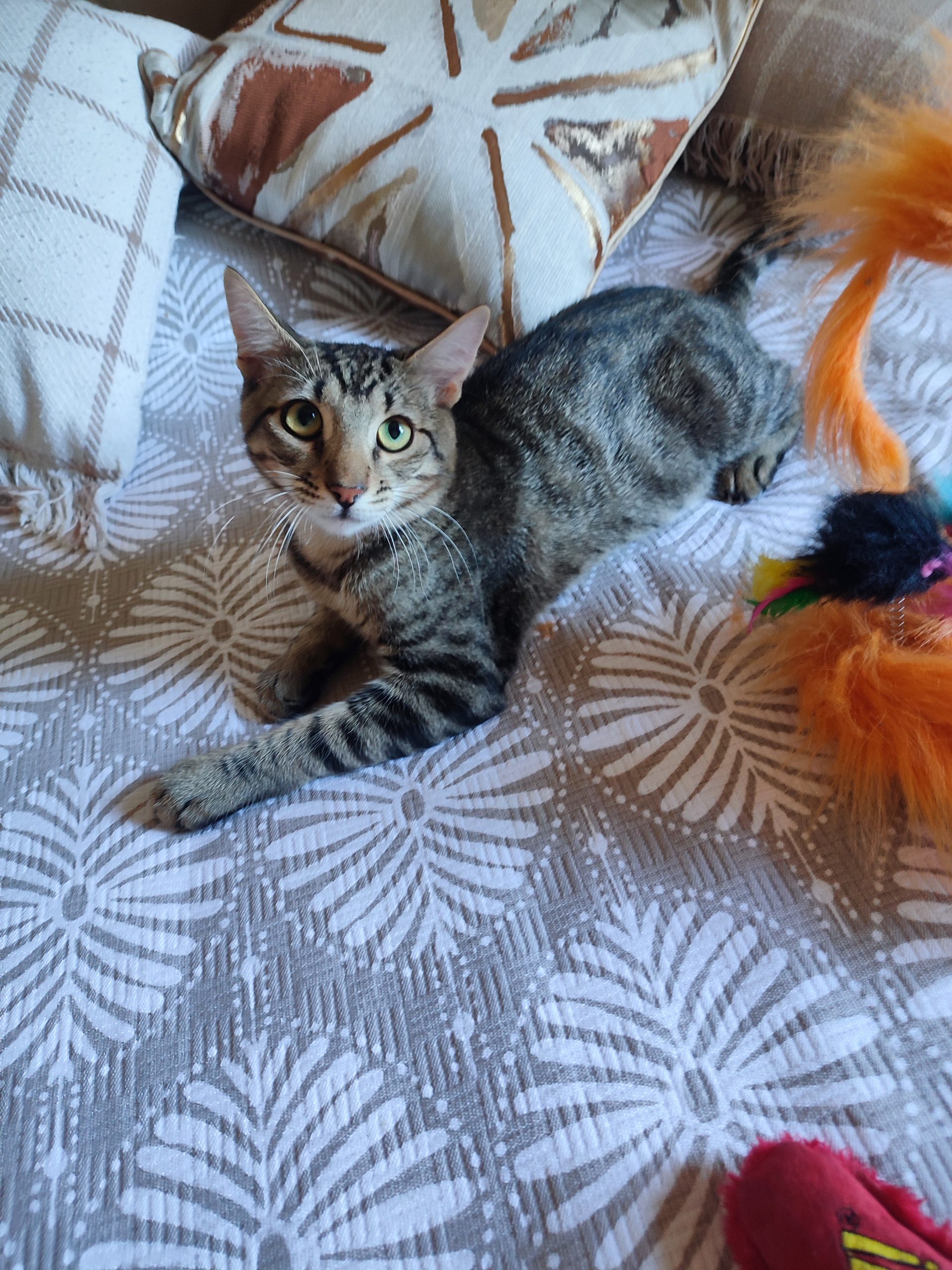 Tigrut ce l norocos! 🐱🏡