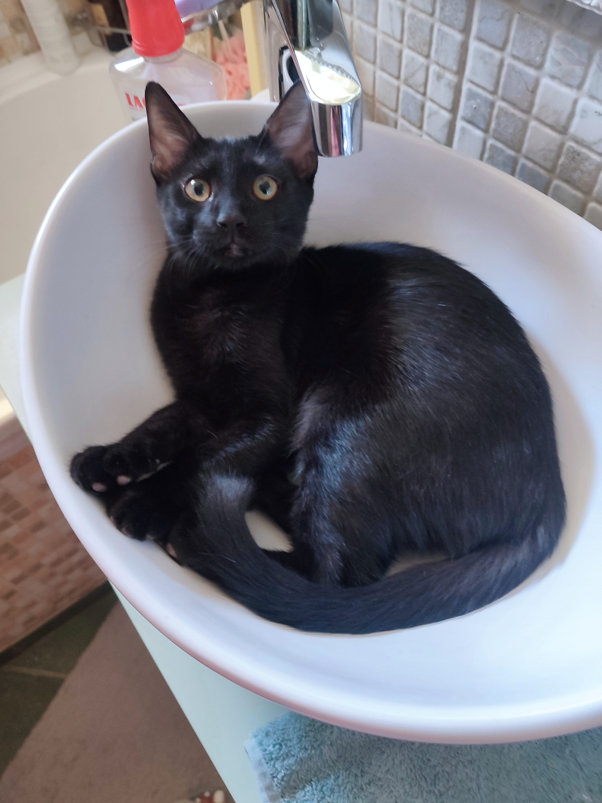 Smarty, o panteră aducătoare de noroc!😻