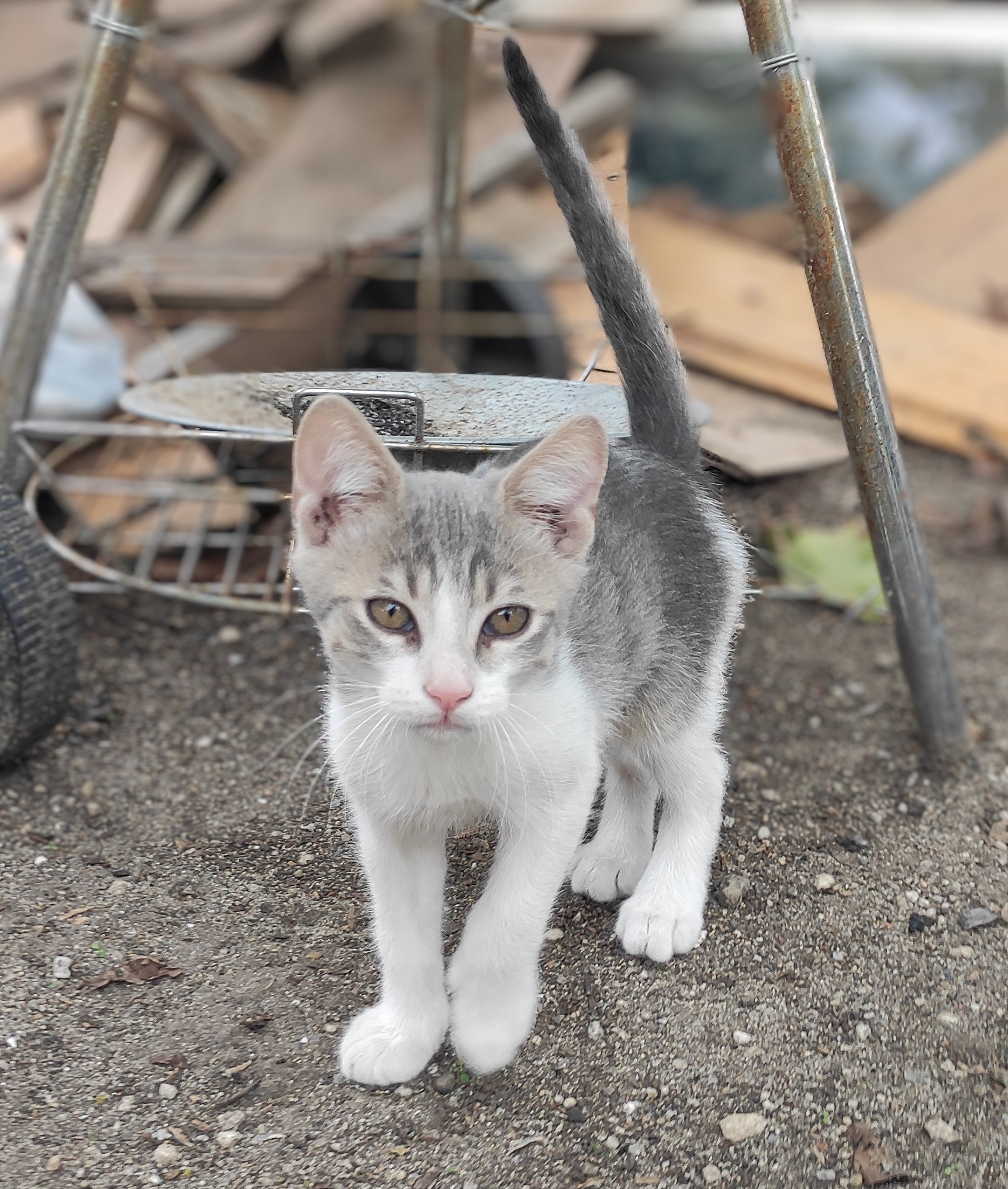Motanei pufoși spre adoptie