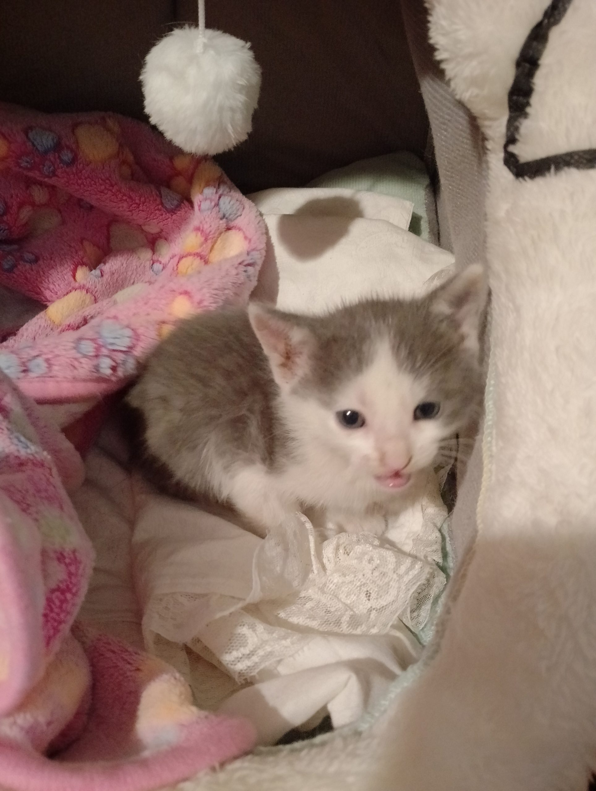 Adopție motanel