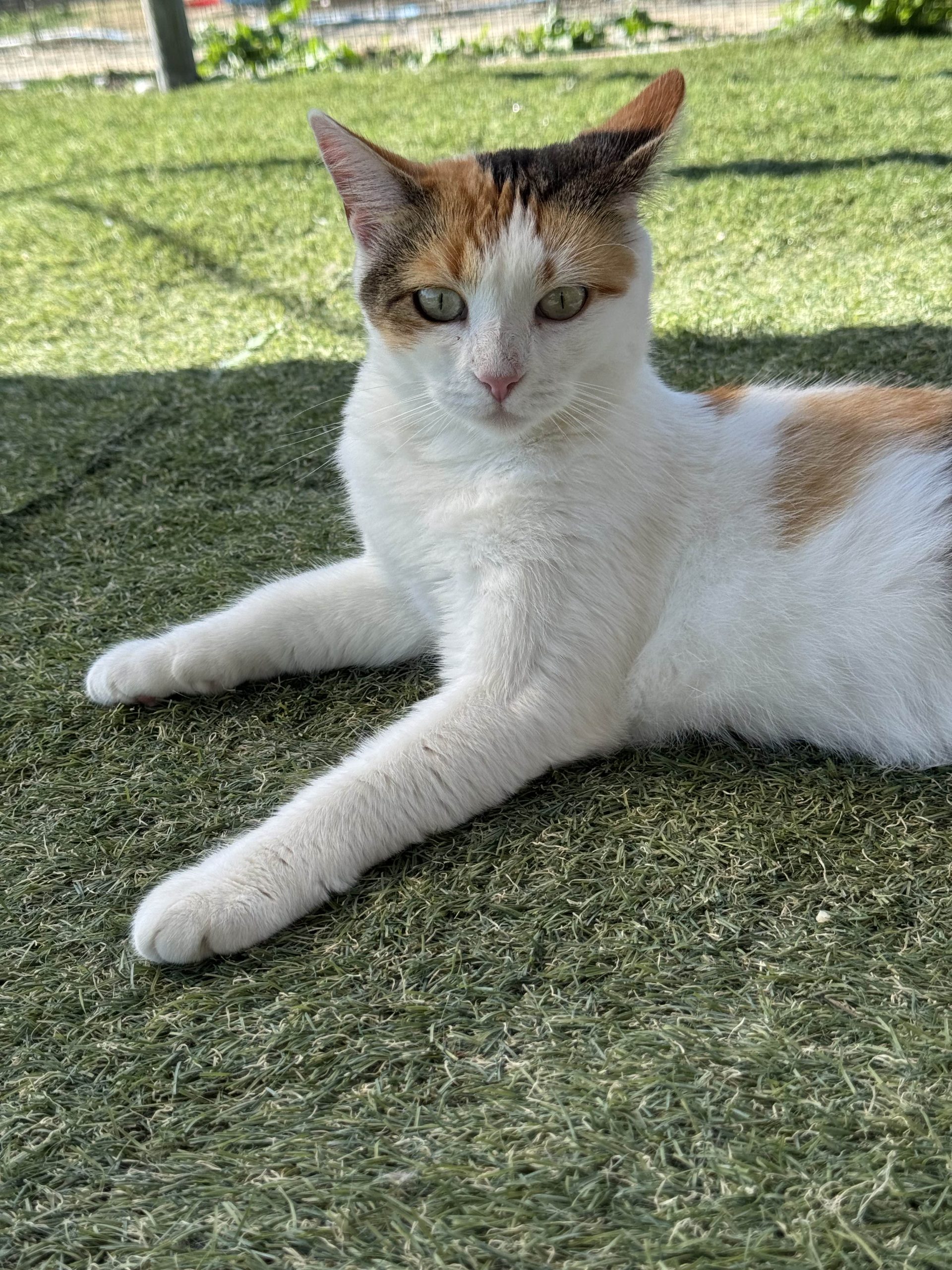 Maia, calico de suflet