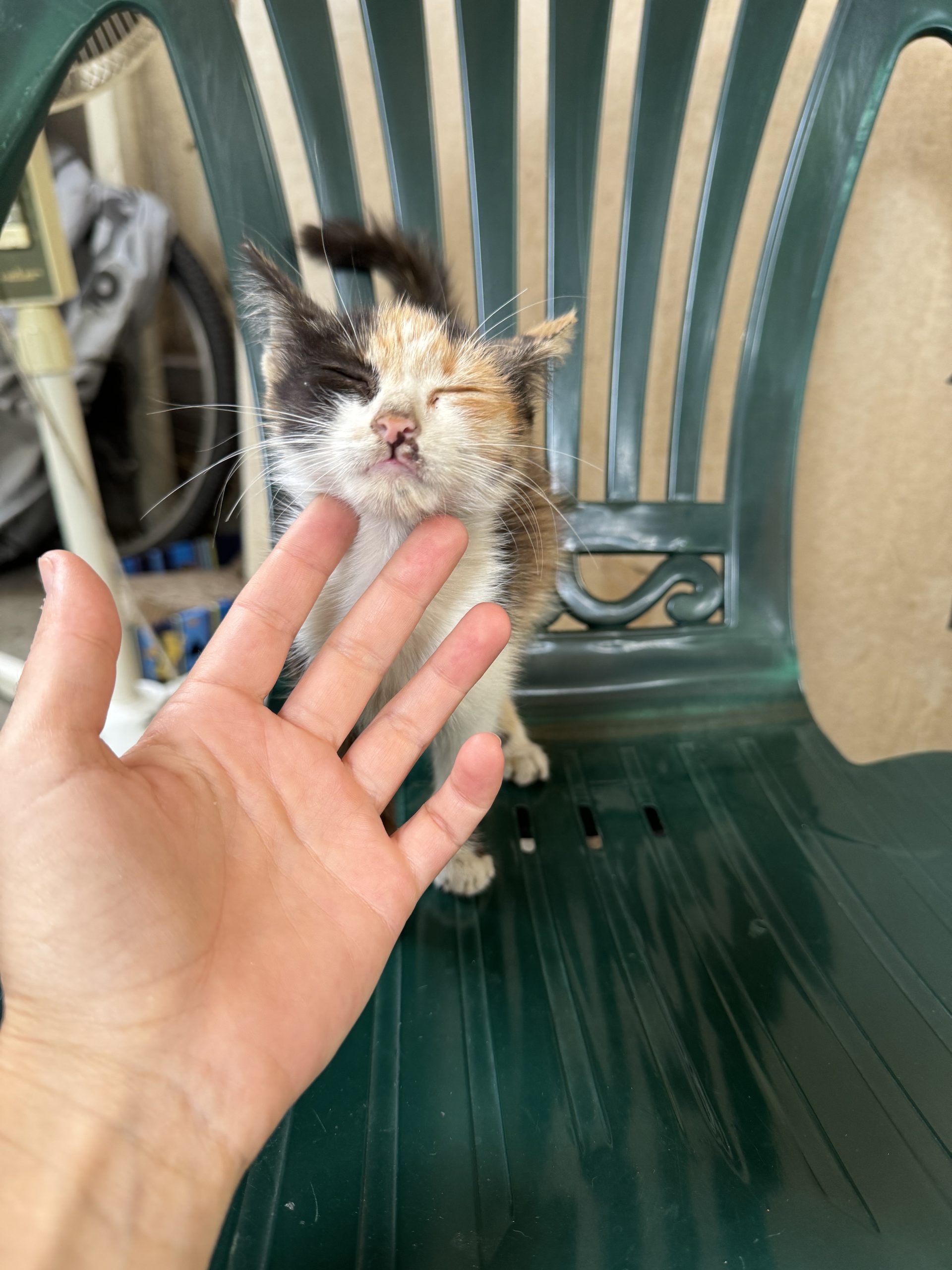 Calico