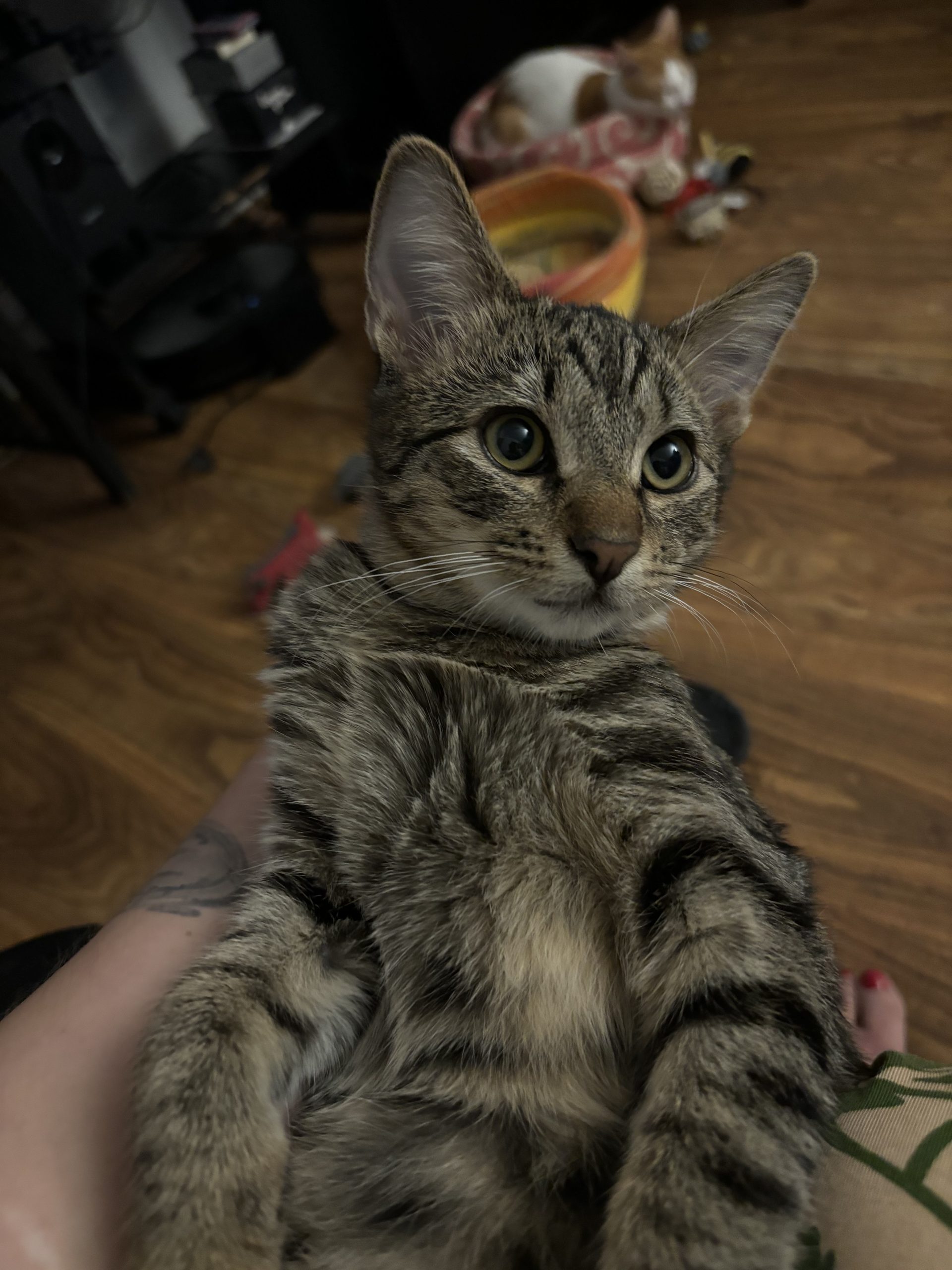2 frățiori spre adopție