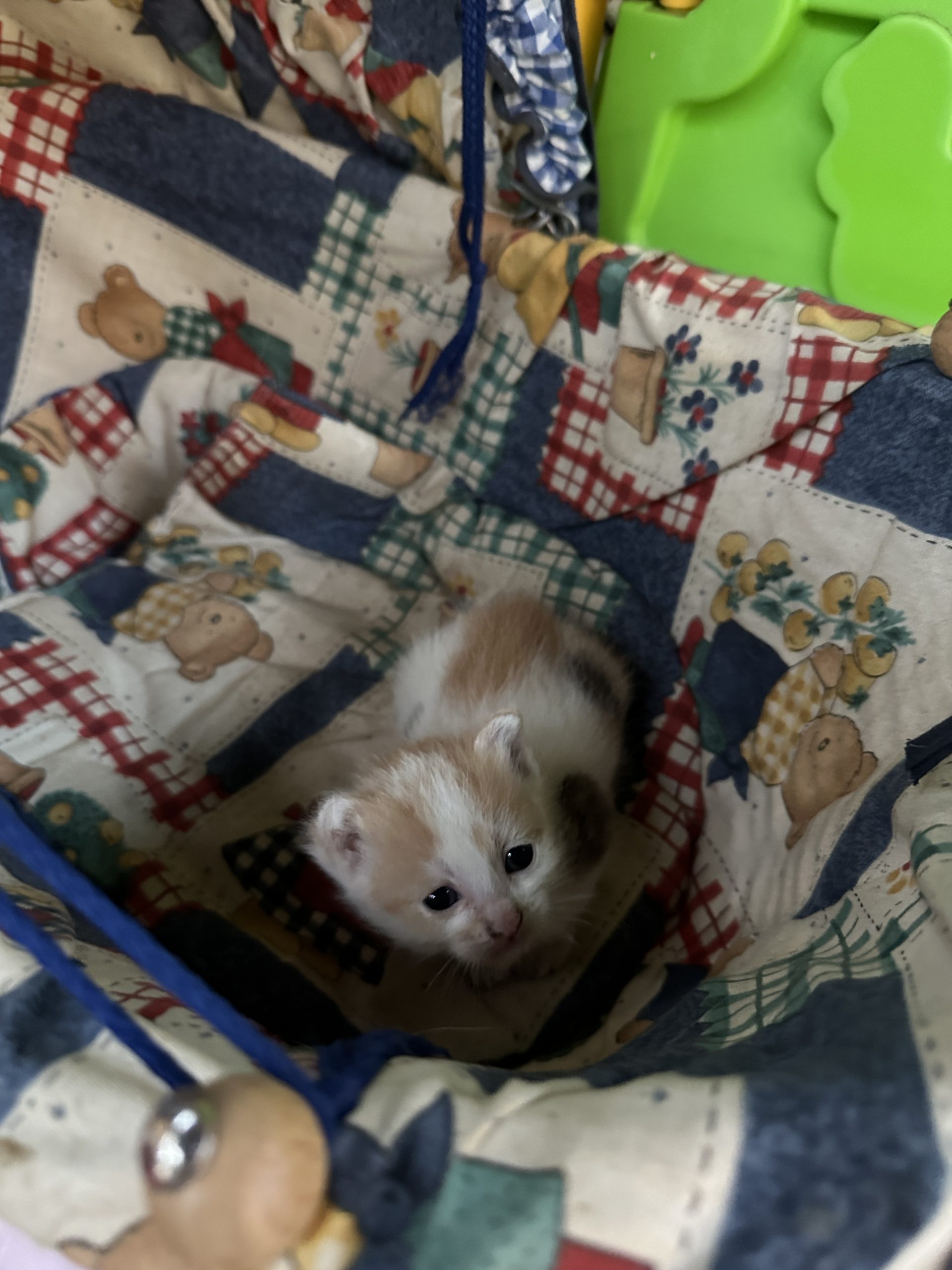 Dau spre adopție pisicuță în Arad