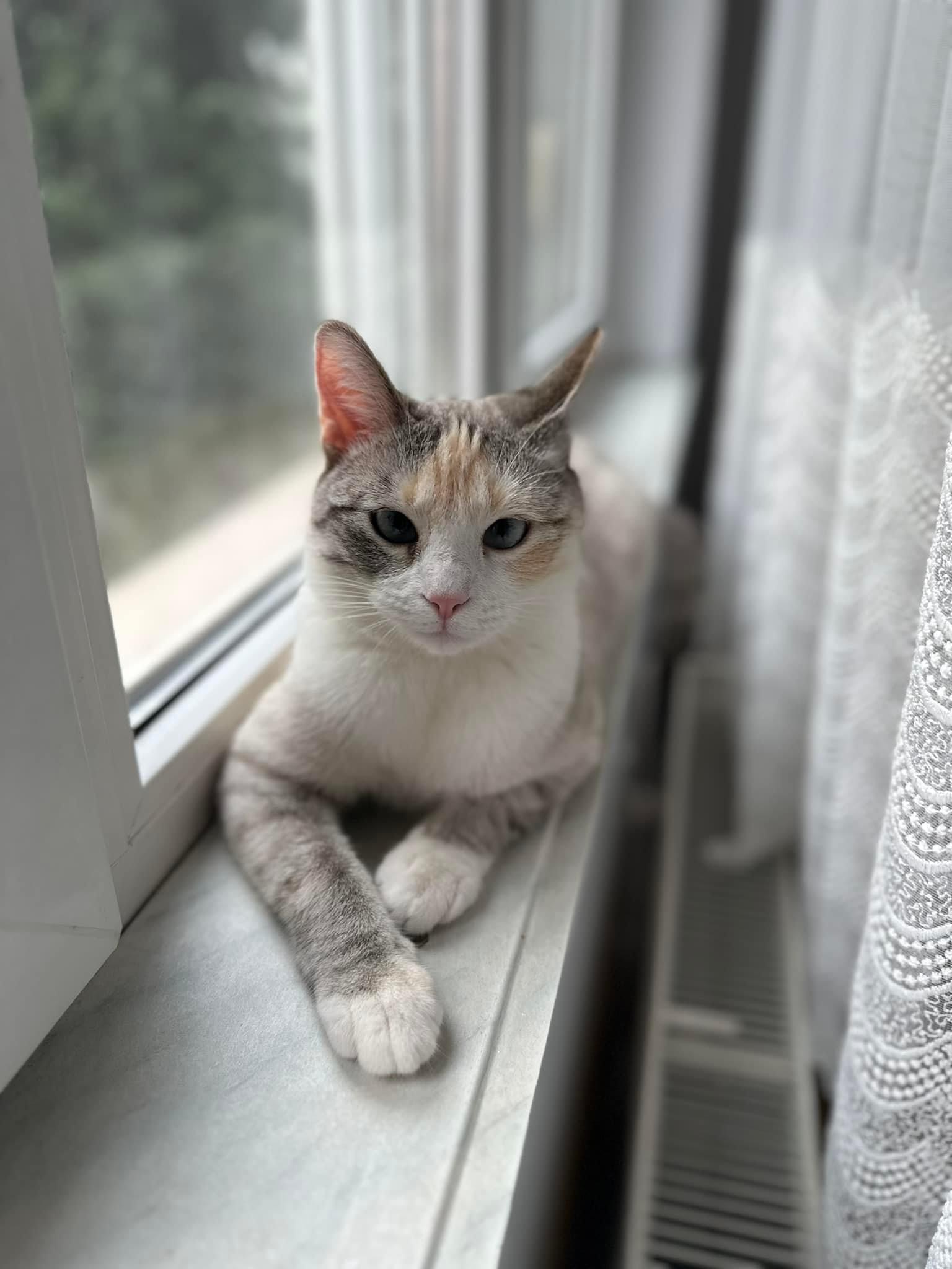 Pisicuță pentru adopție