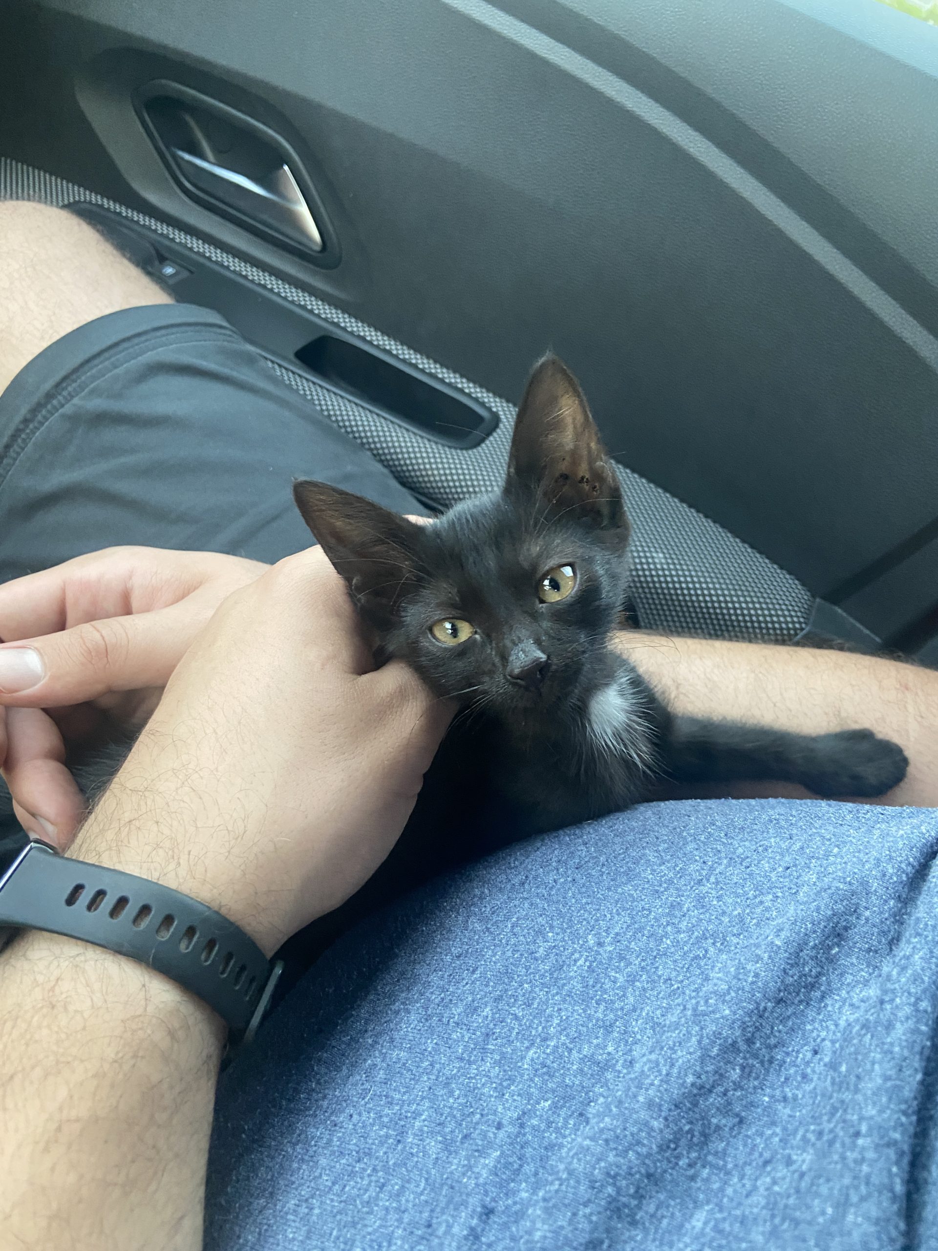 Adoptie pisicuta