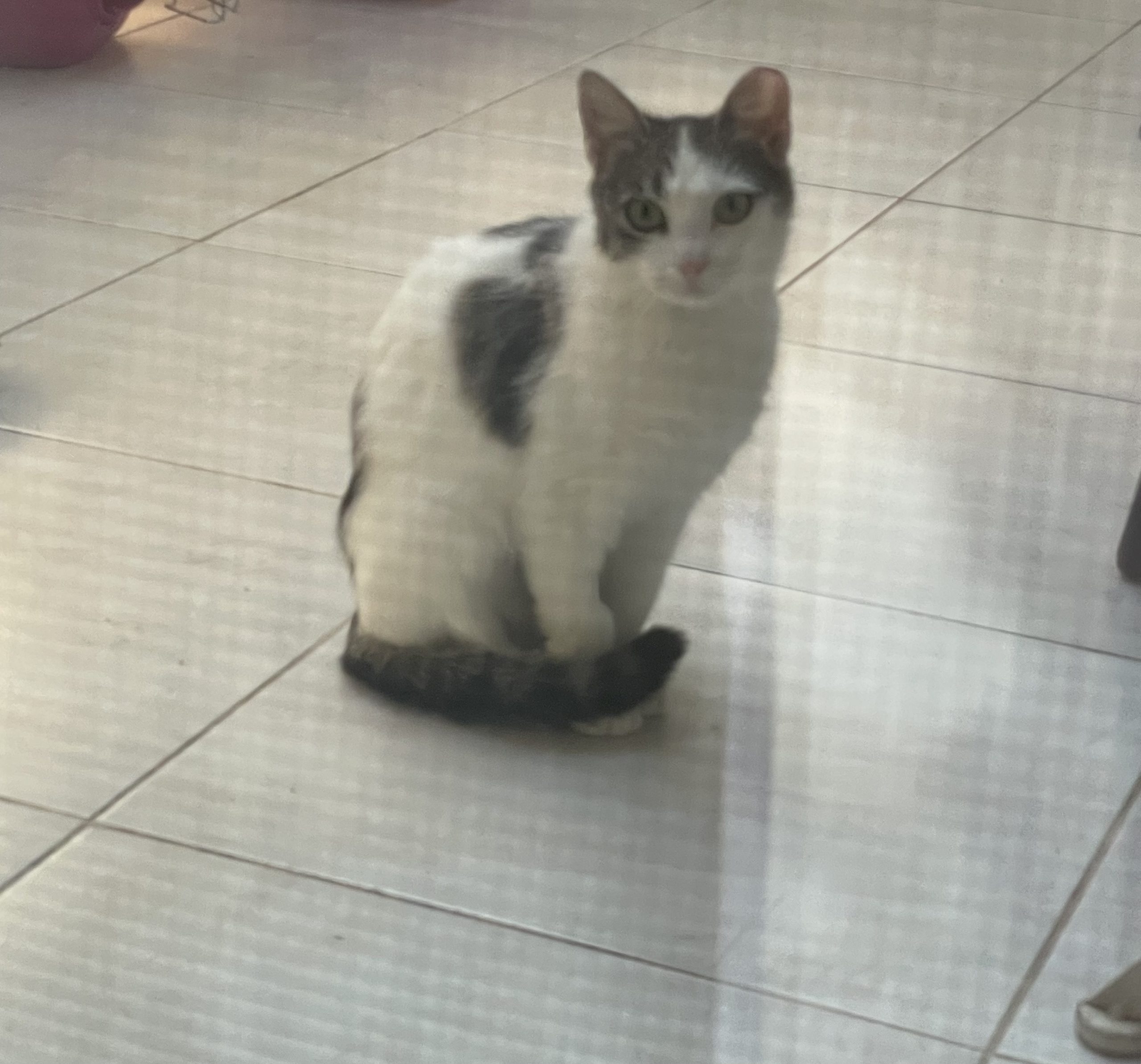 Fratiori iubitori si cuminti
