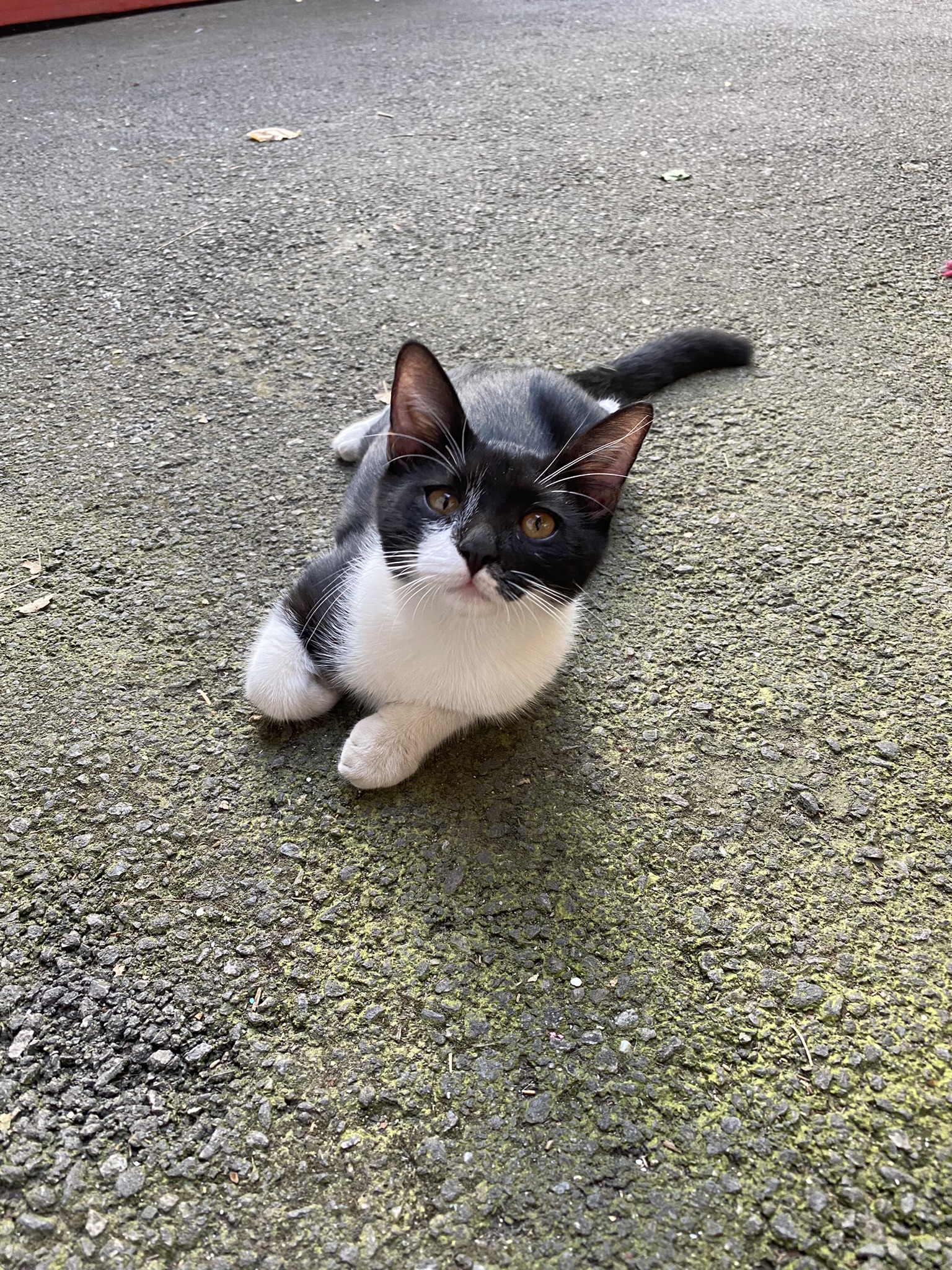 Doua surioare adorabile pentru adoptie