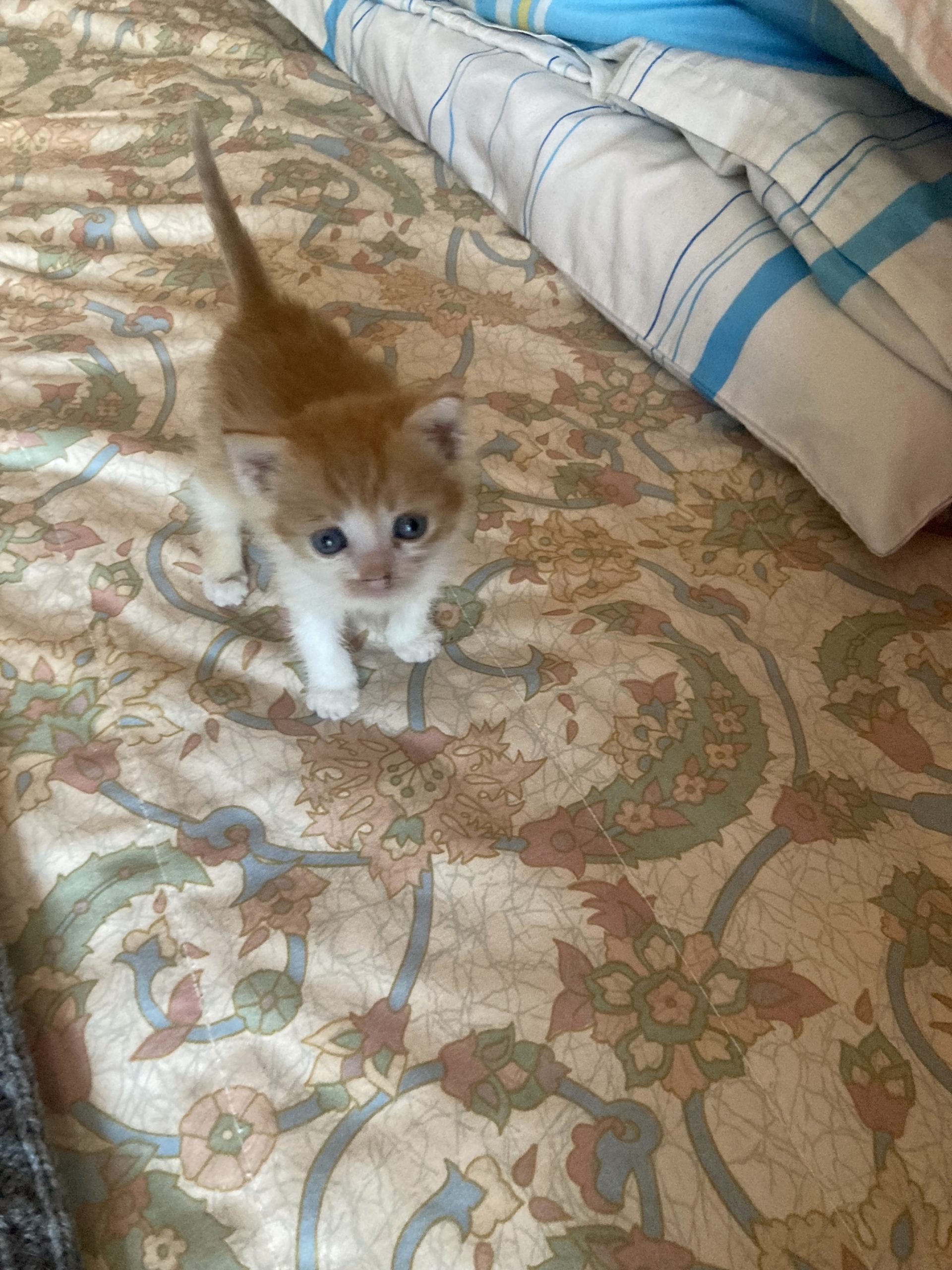 Ofer spre adopție un pui mititel abandonat pe stradă.