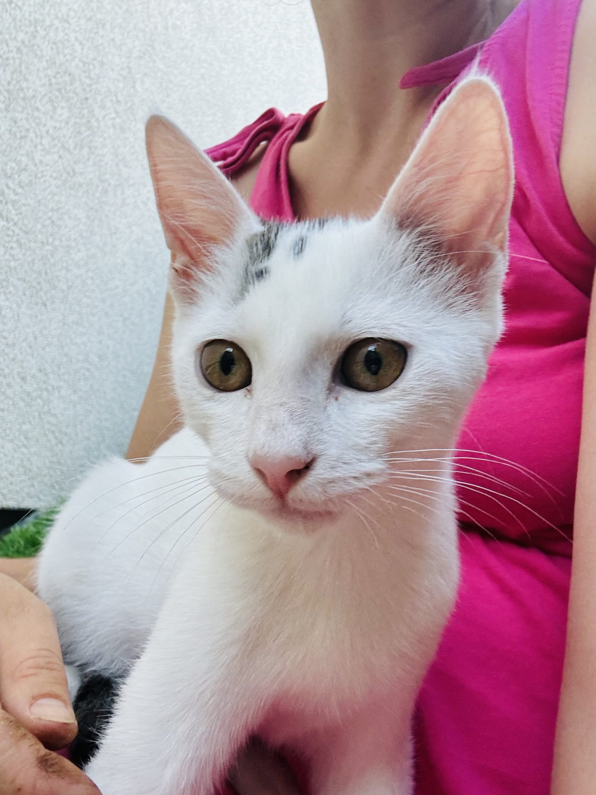 Snowball