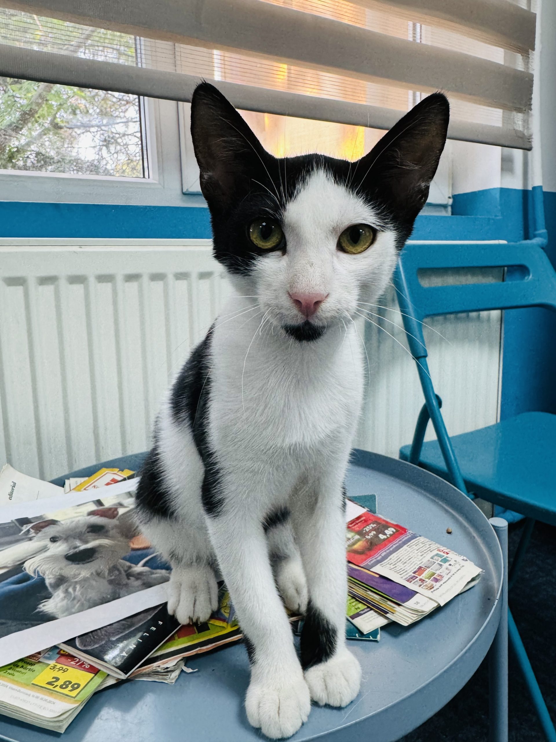 Oreo – dulcele perfect pentru familia ta!