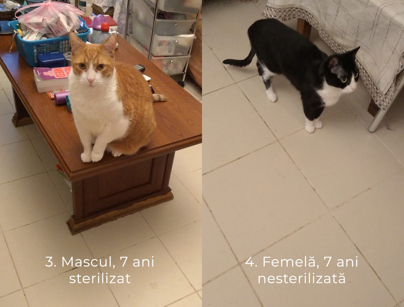 URGENT: patru pisici caută noi cămine!