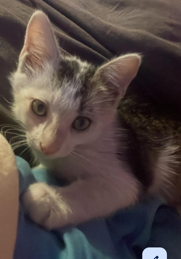 Dau spre adoptie pui pisica