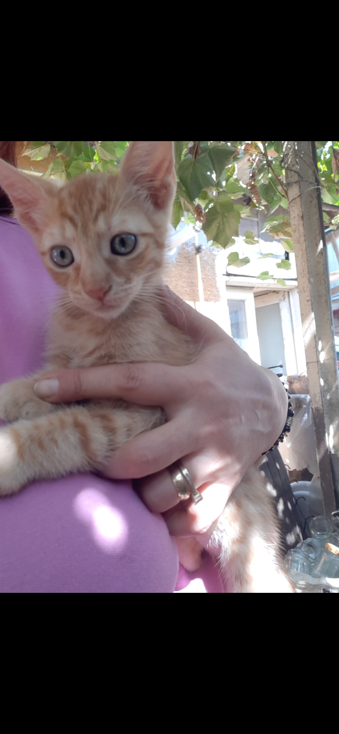 Adoptii