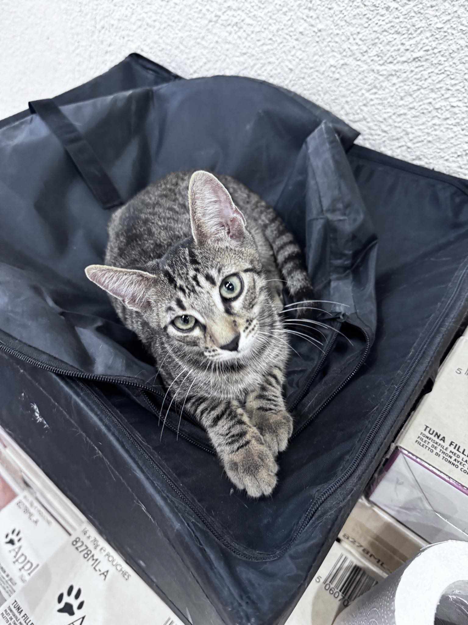 Cel mai dulce tigrisor isi cauta cea mai dulce familie