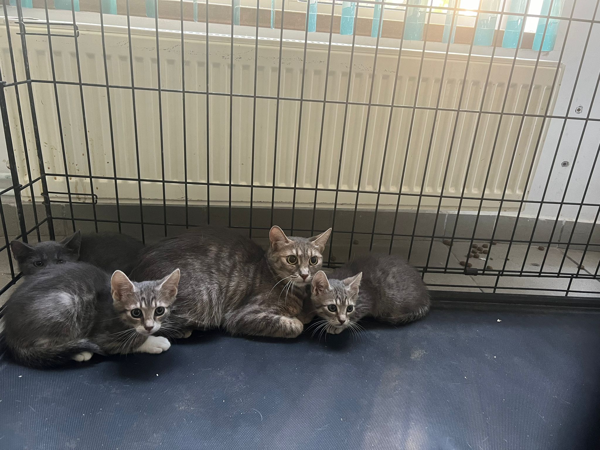 Buna ziua, Am vazut cererea dumneavoastra in legautra cu adoptia unui suflet de pisicut. Va voi trimite pe adresa de mail cateva imagini cu pisicile noastre pe care dorim sa le oferim spre adoptie unui camin cald, iubitor si sufletist. Pentru mai multe detalii ma puteti contacta si la numarul de telefon 0742.675.806