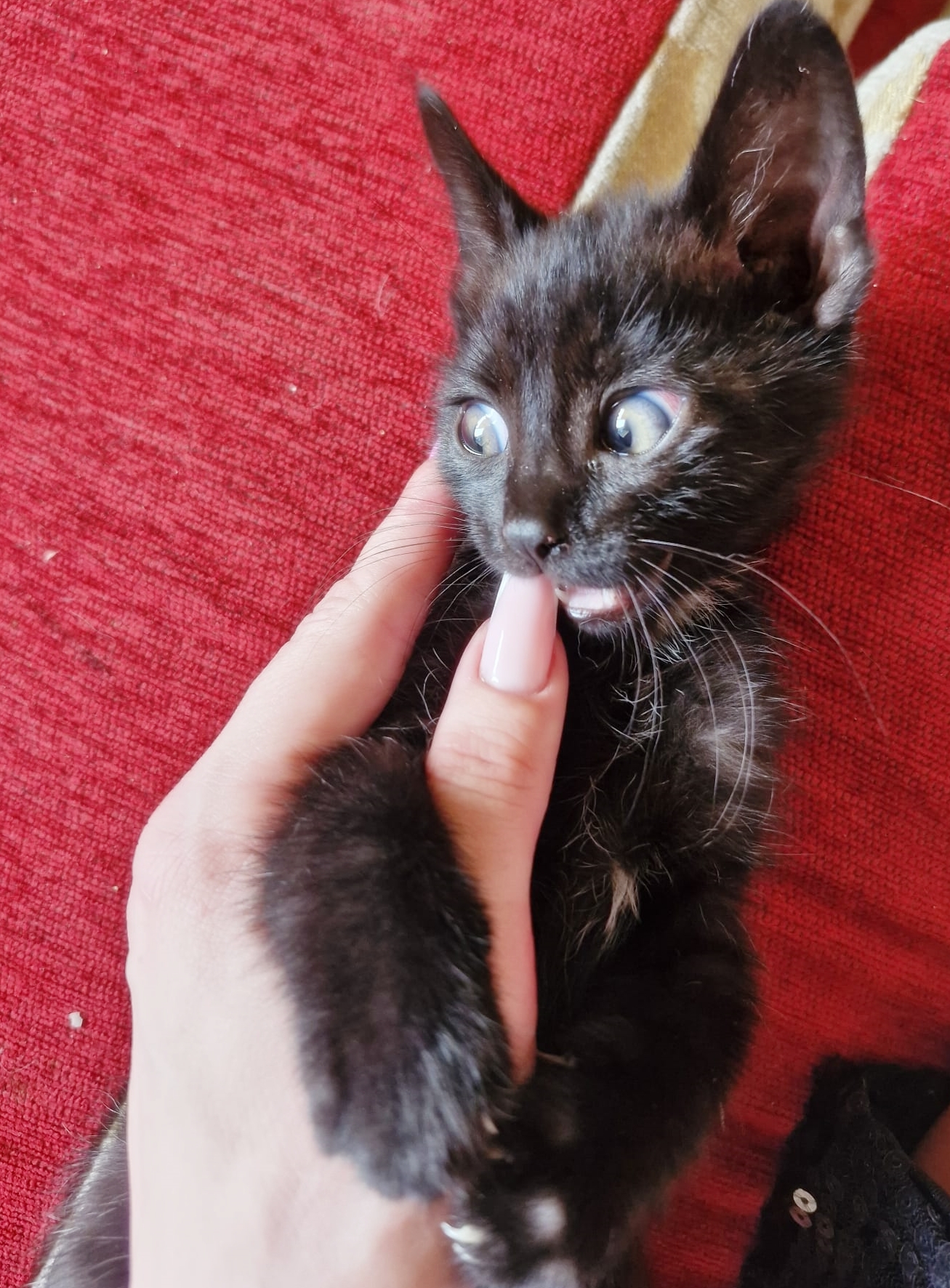 Adoptă un mic pui de panteră!