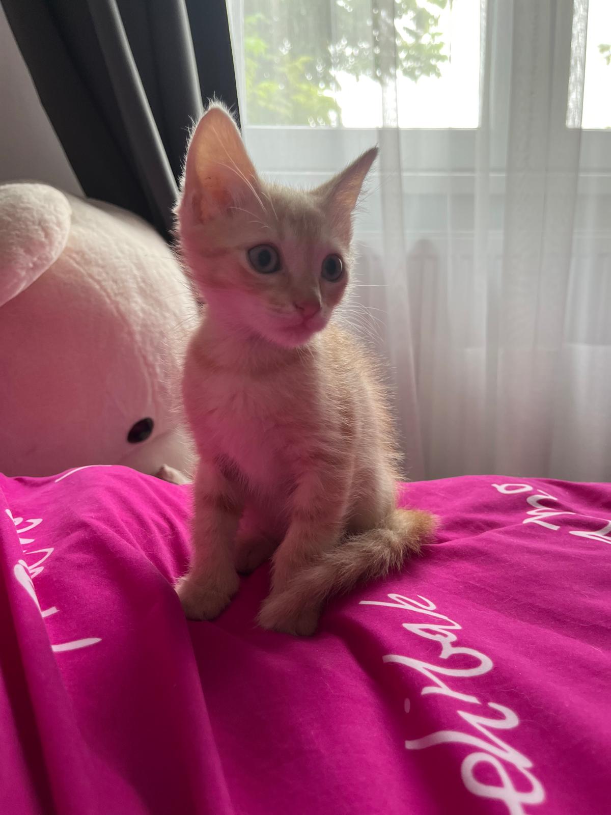 Motanel portocaliu 10 saptamani spre adoptie