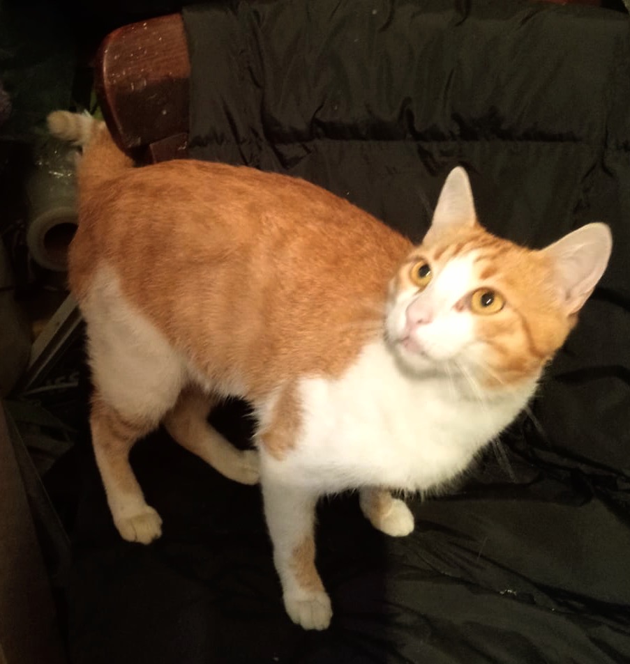 Metis British Shorthair pui, gratuit