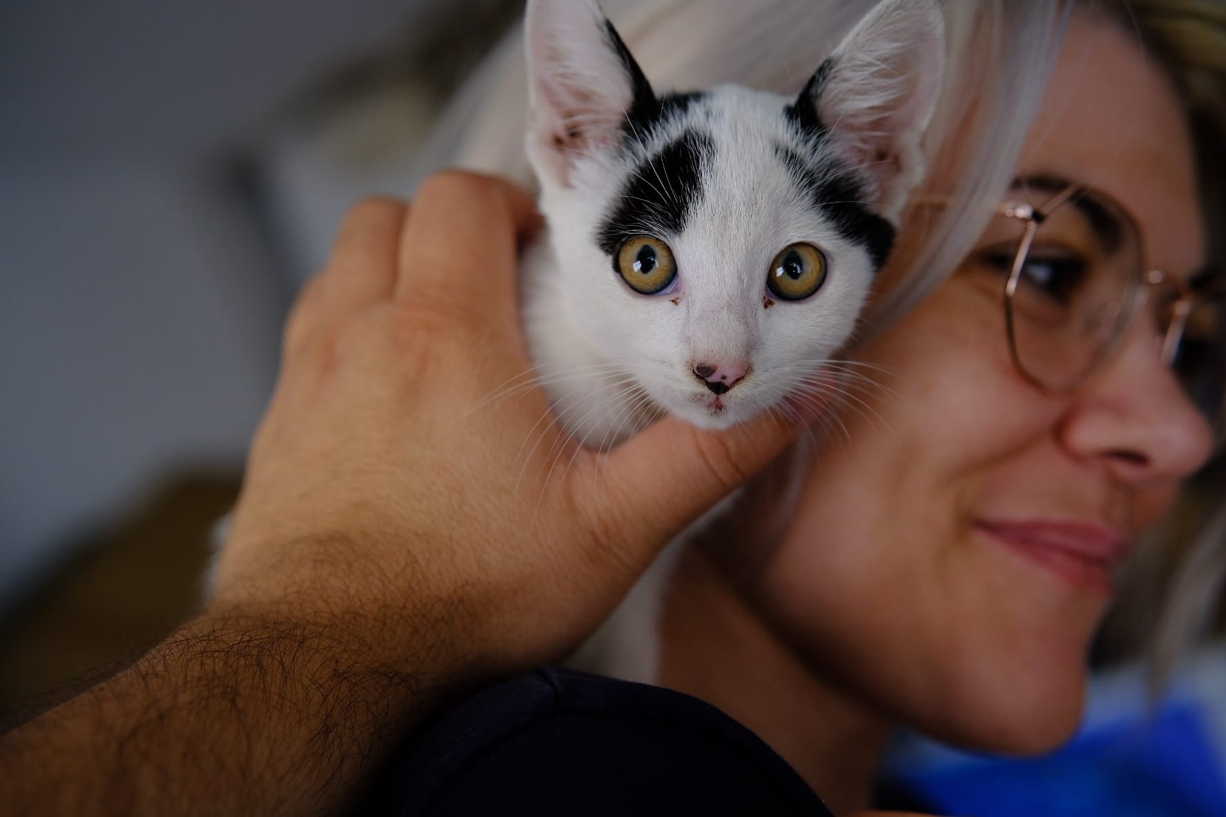 Adoptie pui pisica