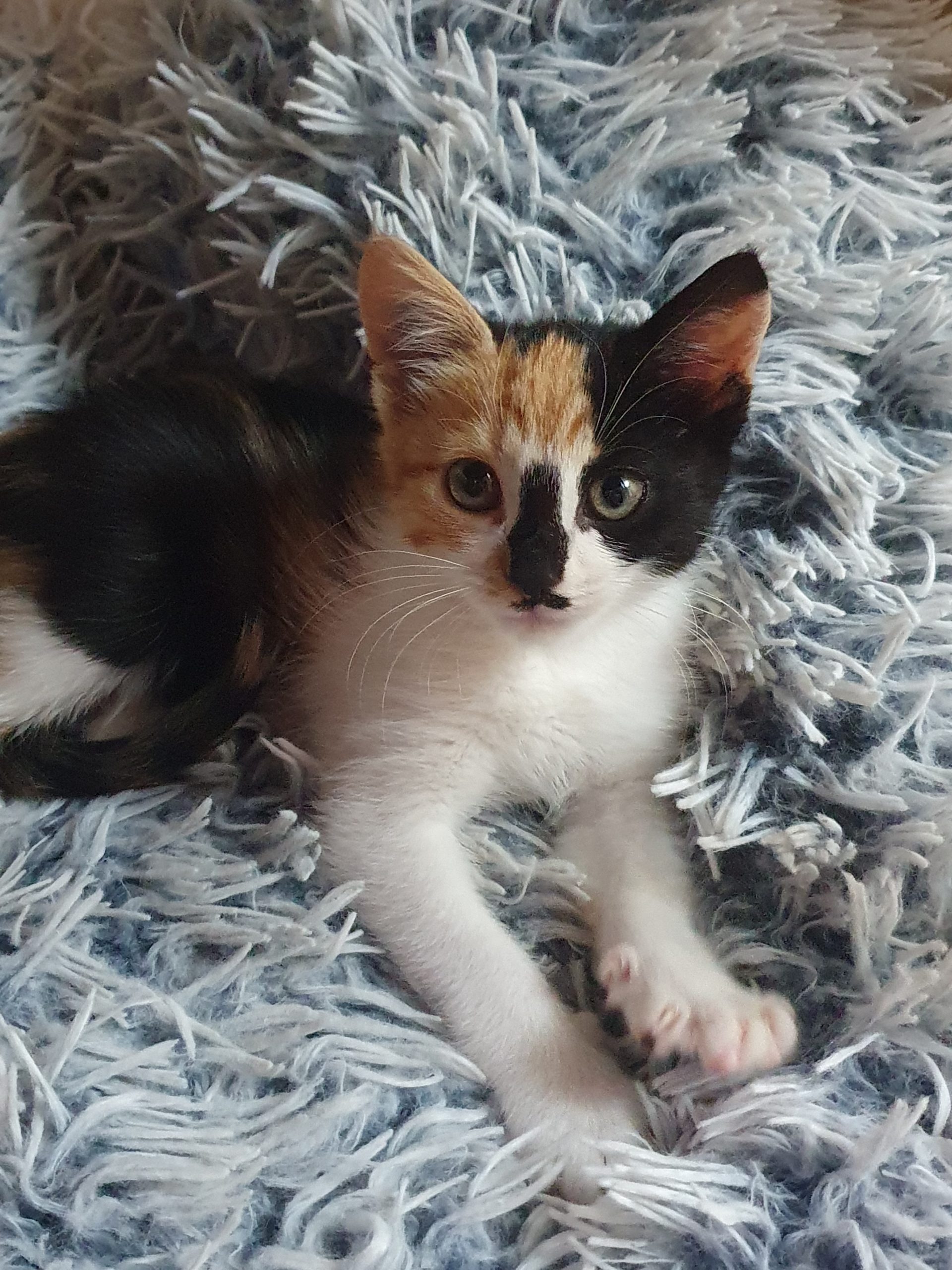 Matei