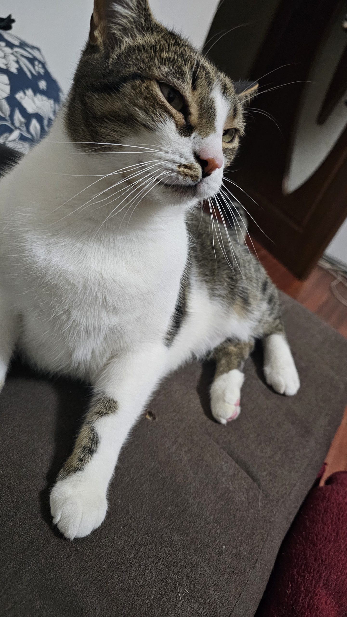 Spre adoptie