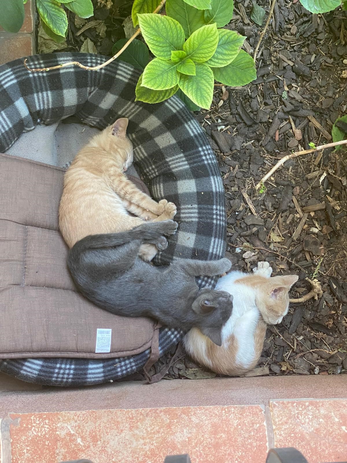 4 PUISORI FRATIORI
