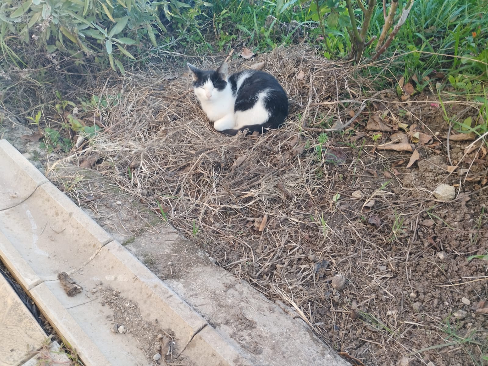 Adoptii pui pisica
