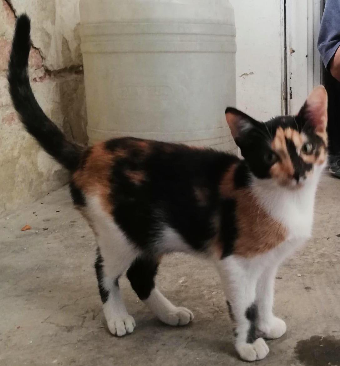 Metisi American Wirehair pui, gratuit