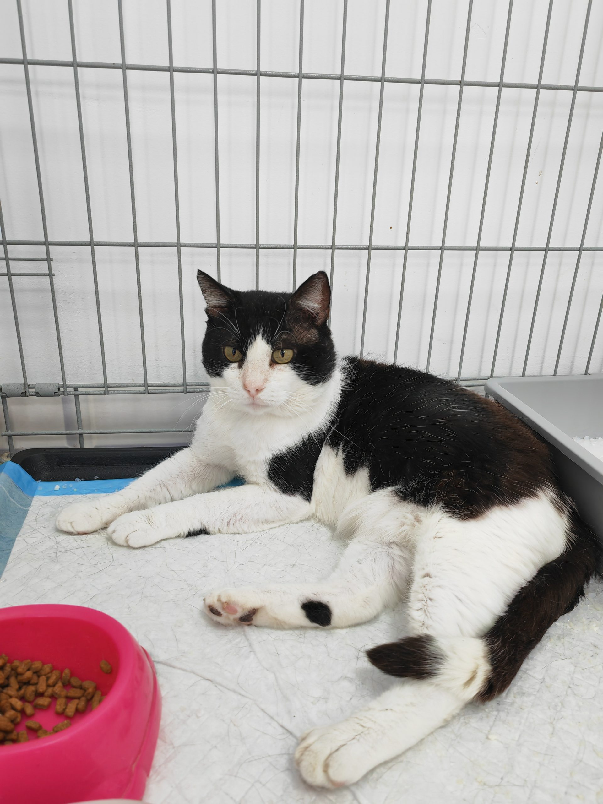 Merlin, un vrajitor in cautarea propriului miracol