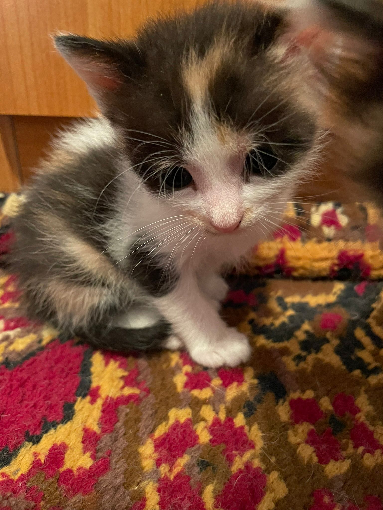 Pisicuță calico