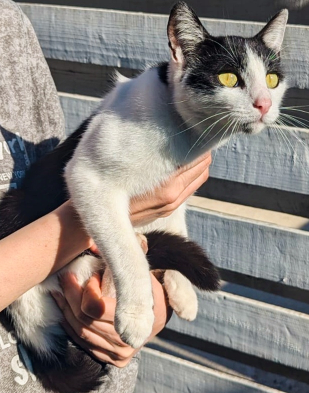 Dârză, adaptabilă, sterilizată