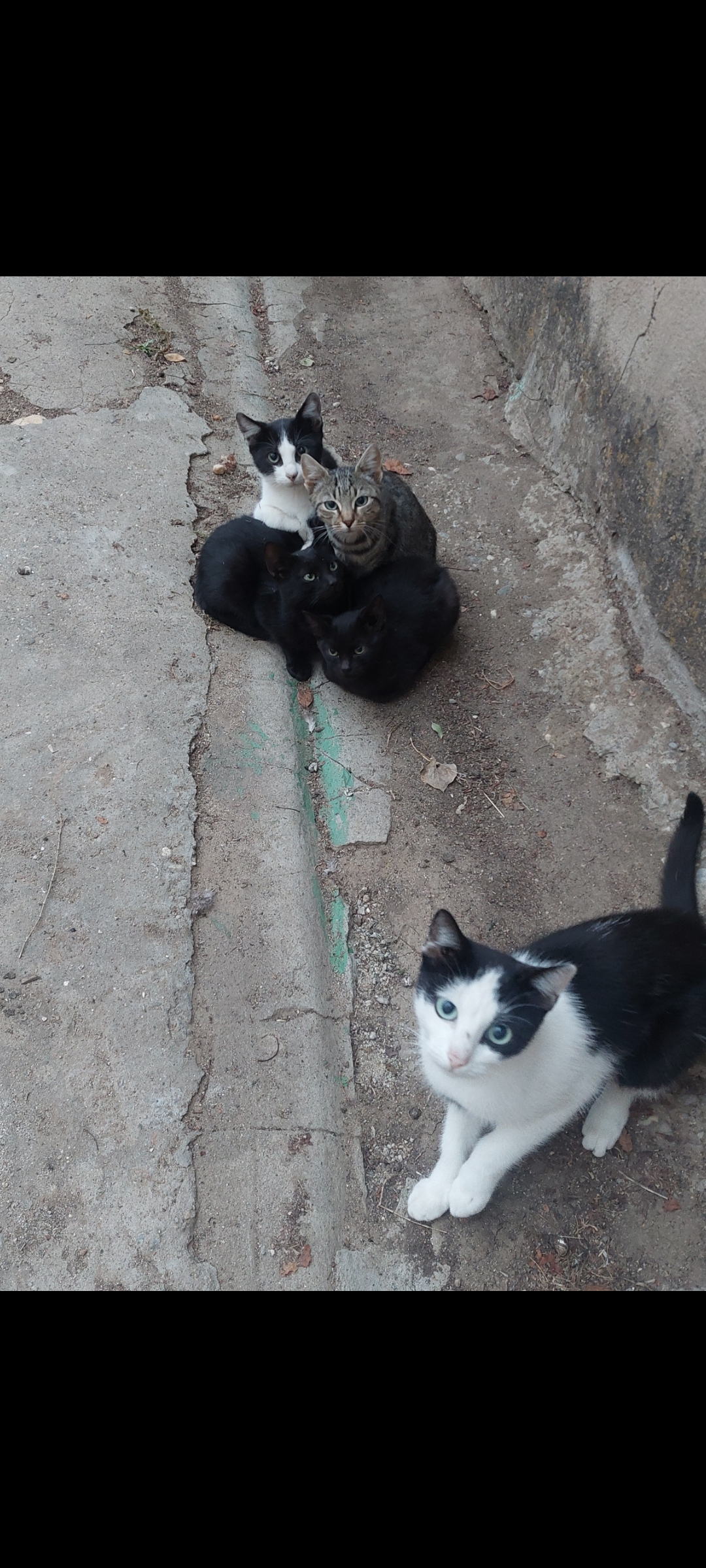 4 pisicuti către adoptie