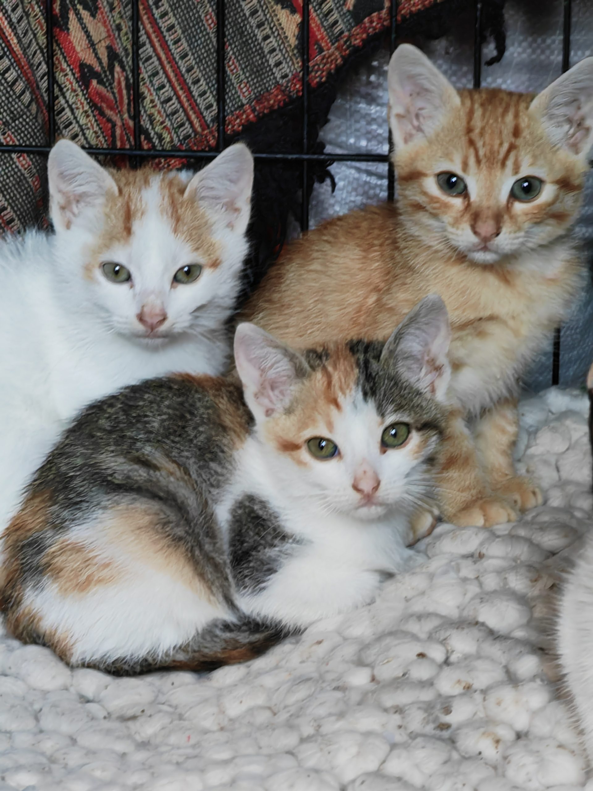 Miki, Minnie si Minnou