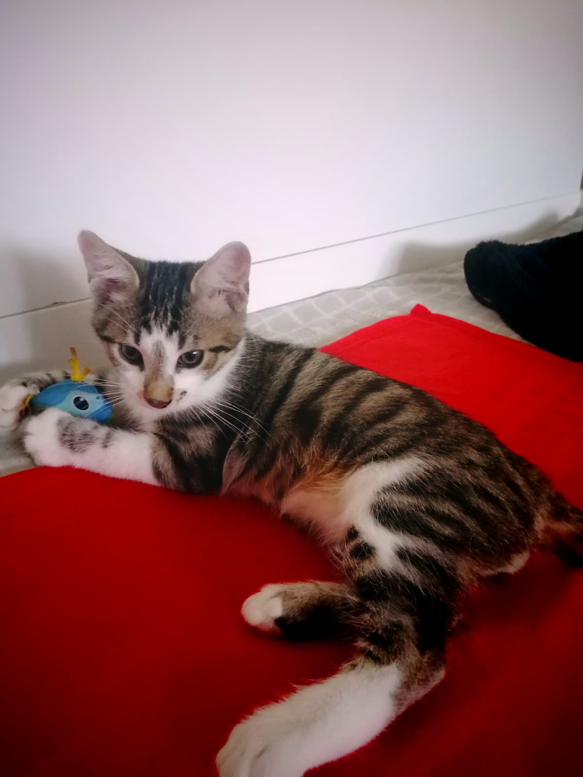 Ma cauti?