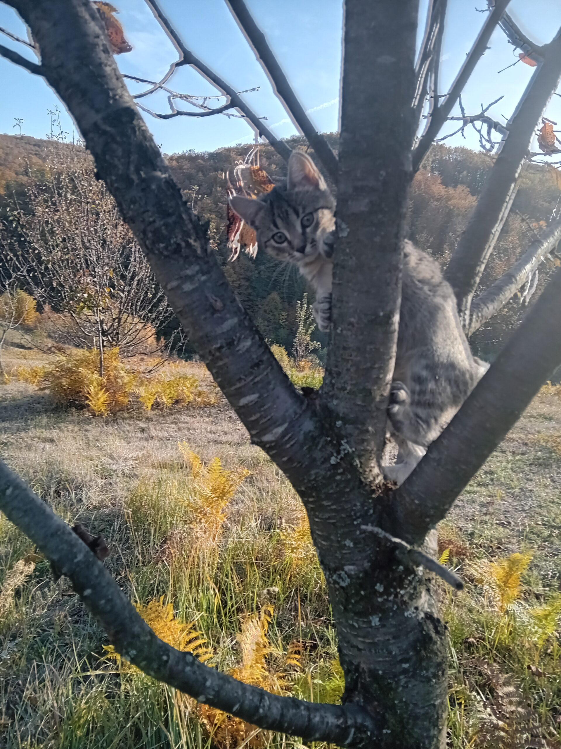 Donez pisici ,3 luni ,pot fi adoptate separat