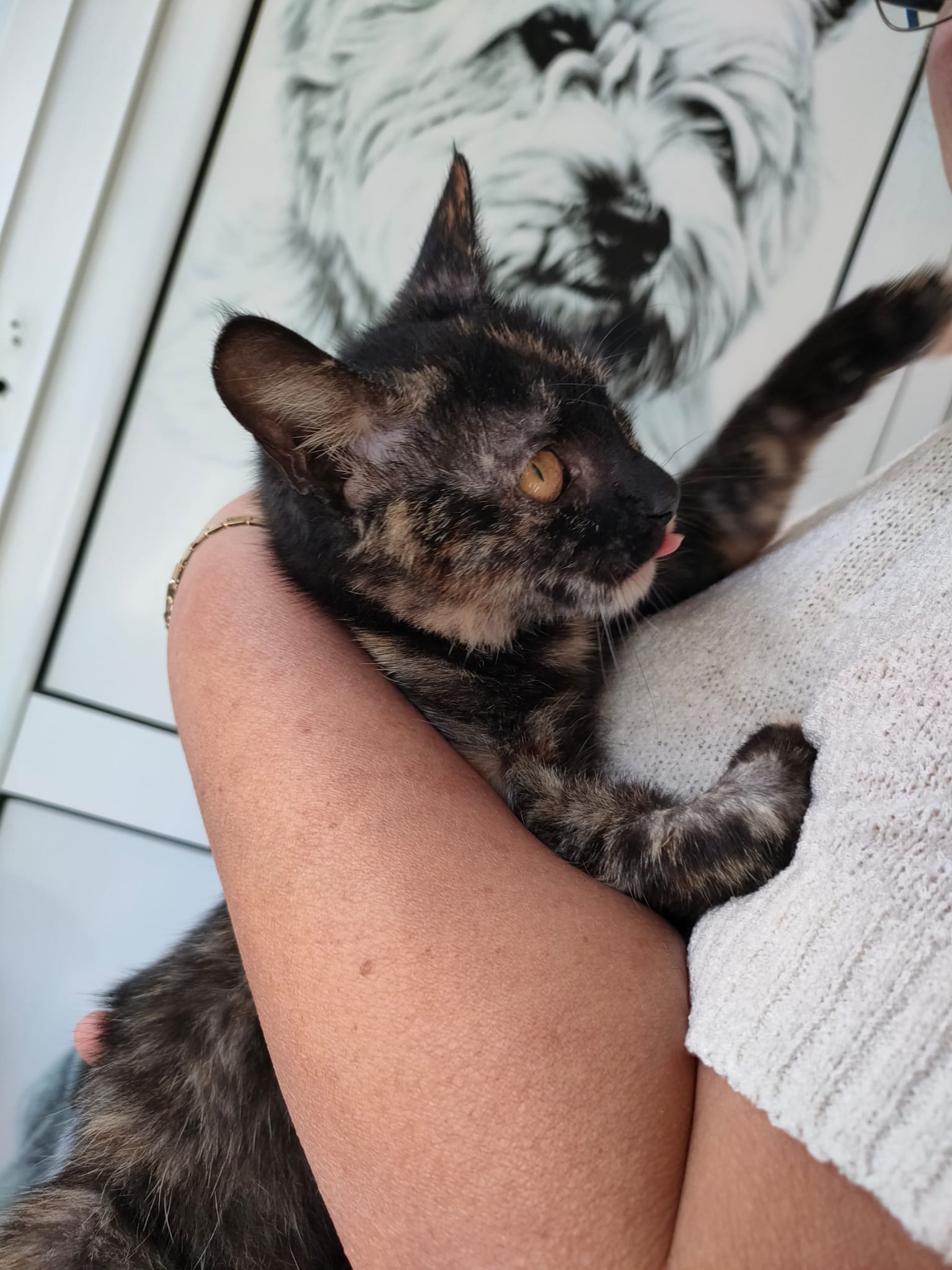 Tortie, 5 luni, vacc/castrata/dep