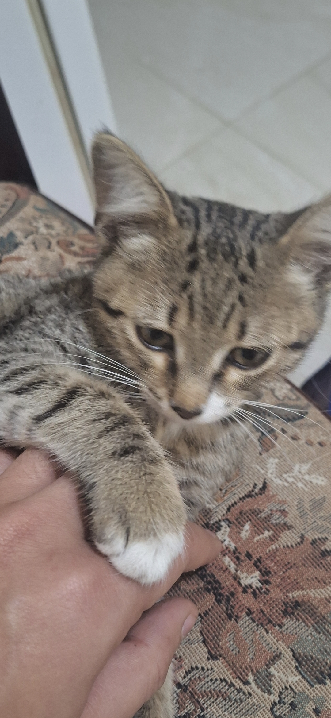 Motănel spre adopție