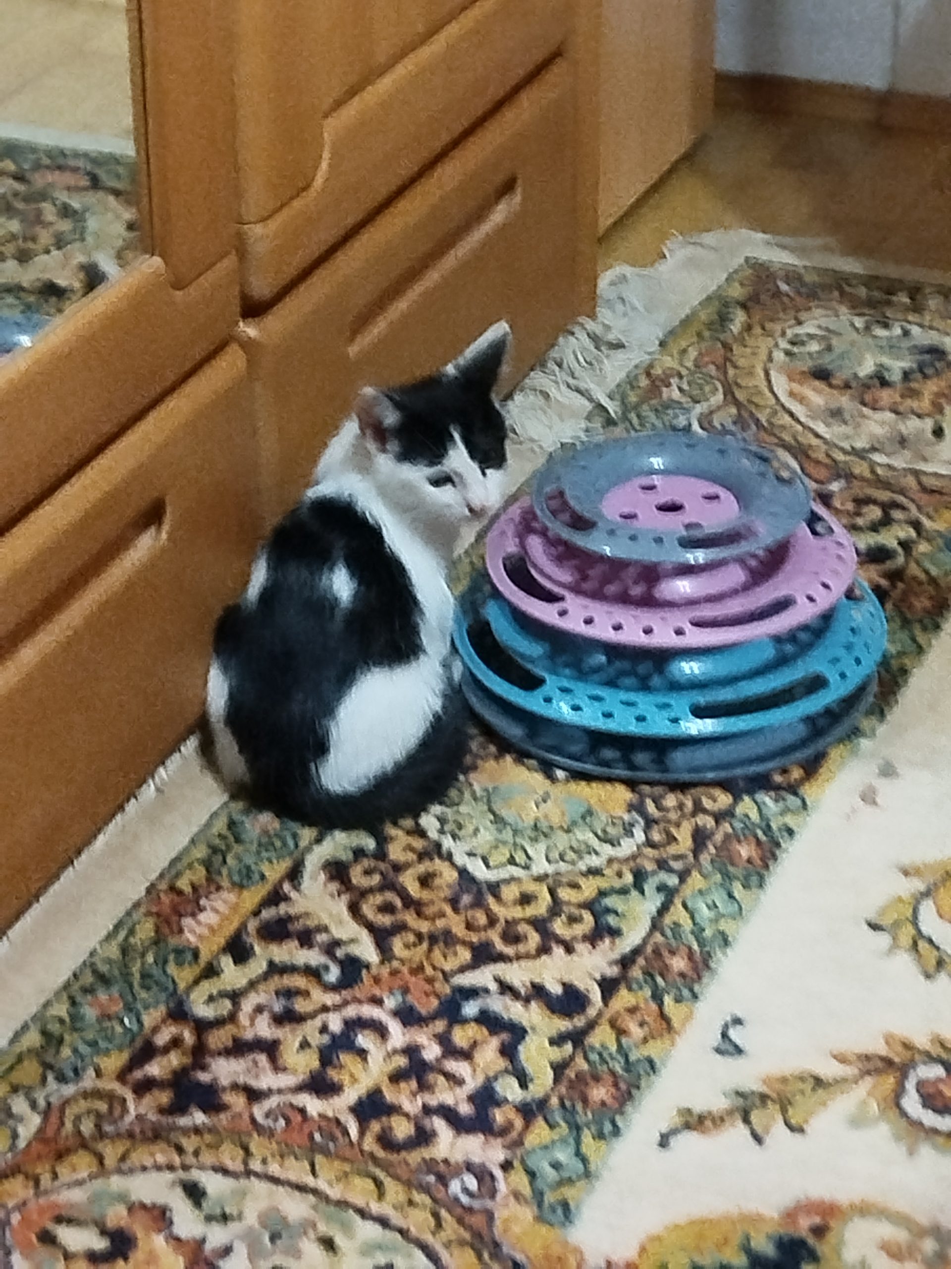 Adopție motănel fantastic de iubitor