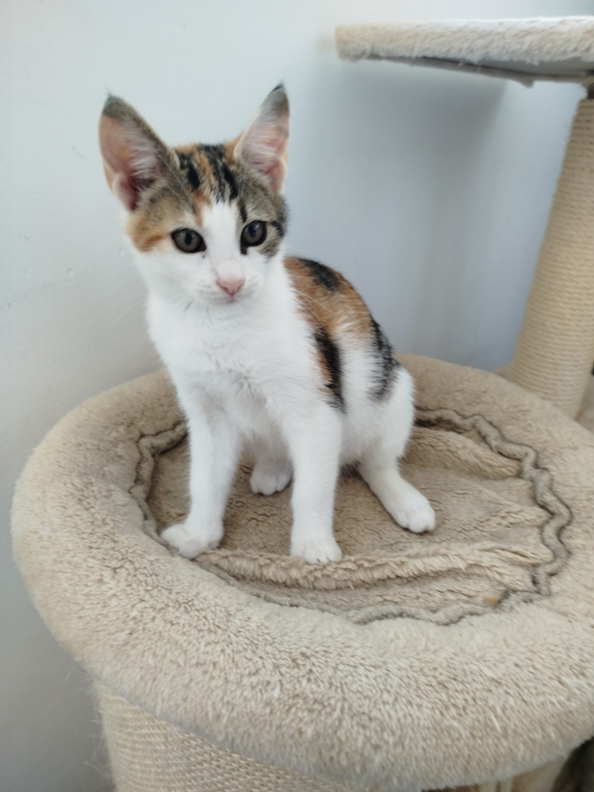 Adopții suflețel iubitor