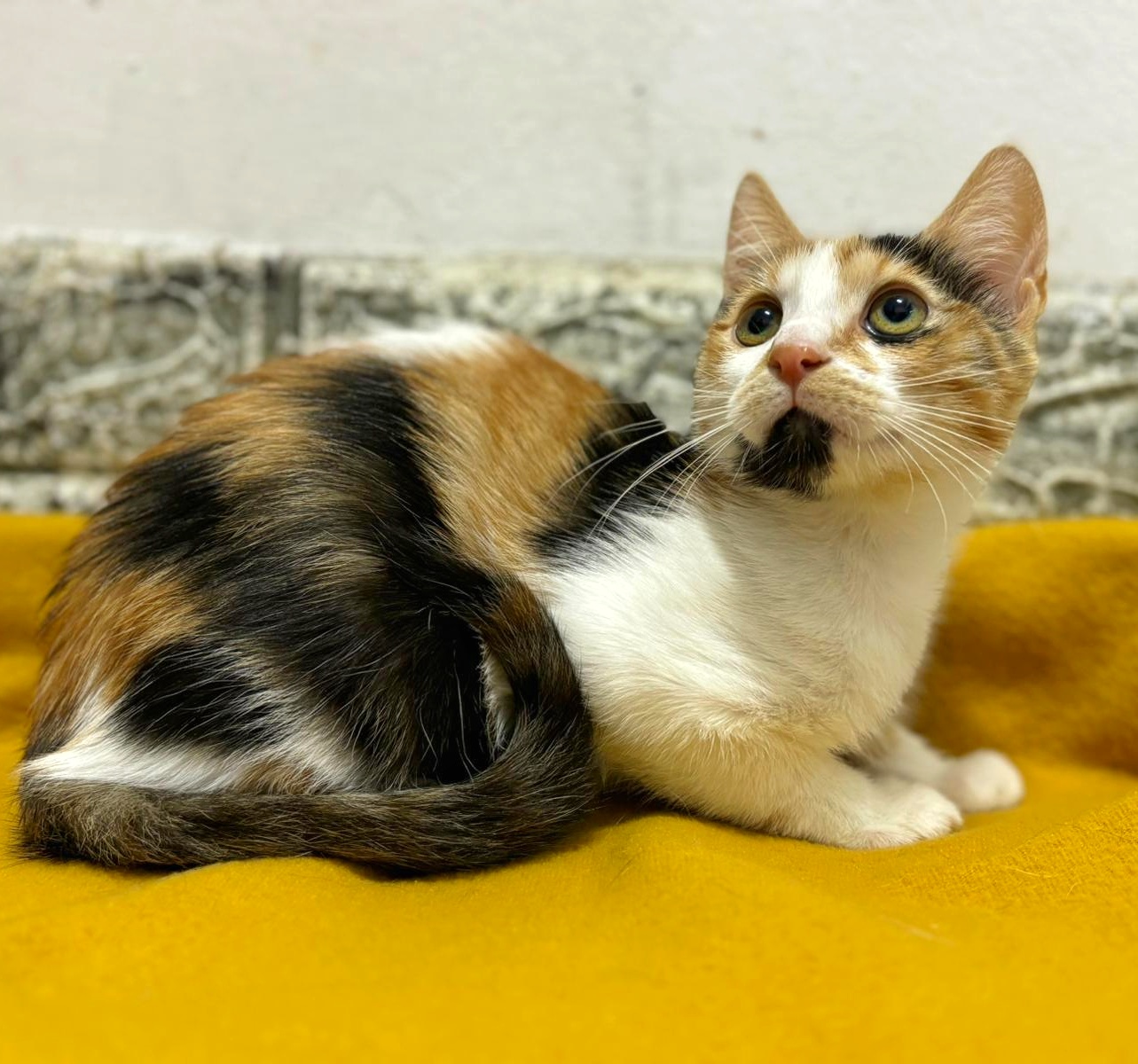 Roua te va iubi la infinit dacă o adopți
