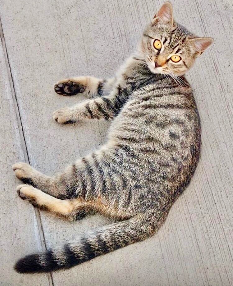 Lina e cea mai lipicioasă puiuță pe care ți-o poți imagina. Adopt-o!